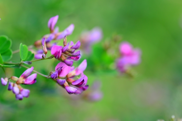 �G�߂��^�ԁA���ӂ̑��蕨