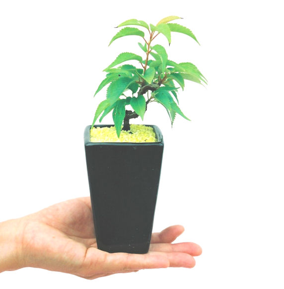 �P�O�����B�t�ƏH�̓��炭�T�N���ł��B�N�Ԃ̒��x�X�g�Z���[�ɂȂ�܂����I�I�I�R���p�N�g�ɉ������܂����B���߂Ă̕��ɂ���Ă₷����v�ȐA���ł��B