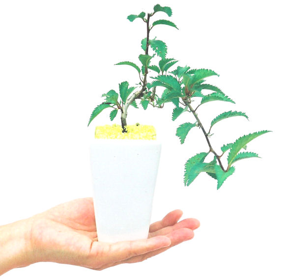 �P�O�����B�t�ƏH�̓��炭�T�N���ł��B�N�Ԃ̒��x�X�g�Z���[�ɂȂ�܂����I�I�I�R���p�N�g�ɉ������܂����B���߂Ă̕��ɂ���Ă₷����v�ȐA���ł��B