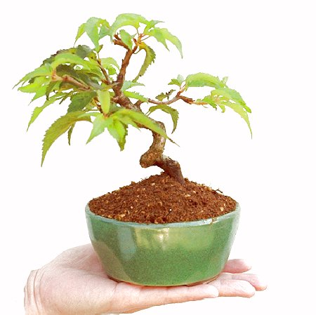 �P�O�����B�t�ƏH�̓��炭�T�N���ł��B�N�Ԃ̒��x�X�g�Z���[�ɂȂ�܂����I�I�I�R���p�N�g�ɉ������܂����B���߂Ă̕��ɂ���Ă₷����v�ȐA���ł��B