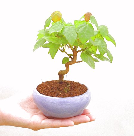 ���X�̃I���W�i���I�R���p�N�g�ɉ������܂����B���߂Ă̕��ɂ���Ă₷����v�ȐA���ł��B