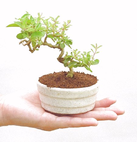 ���X�̃I���W�i���I�R���p�N�g�ɉ������܂����B���߂Ă̕��ɂ���Ă₷����v�ȐA���ł��B