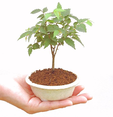 �m���̔��������₫�̉摜���o�܂��B�������΂炭���҂����������܂��B