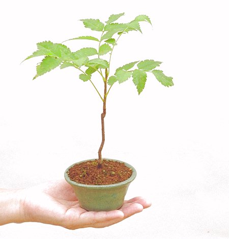 ���X�̃I���W�i���I�R���p�N�g�ɉ������܂����B���߂Ă̕��ɂ���Ă₷����v�ȐA���ł��B