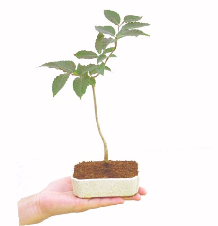 ��������Ԃȣ�̉摜���o�܂��������΂炭���҂��������܂��B