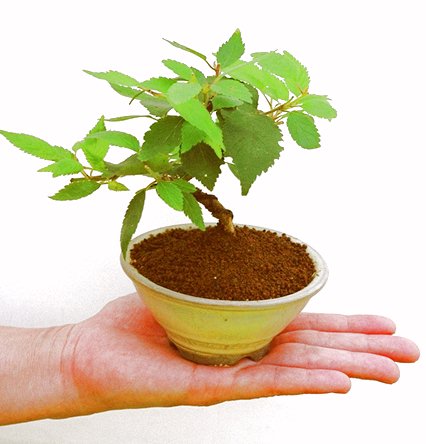 �P�O�����B�t�ƏH�̓��炭�T�N���ł��B�N�Ԃ̒��x�X�g�Z���[�ɂȂ�܂����I�I�I�R���p�N�g�ɉ������܂����B���߂Ă̕��ɂ���Ă₷����v�ȐA���ł��B