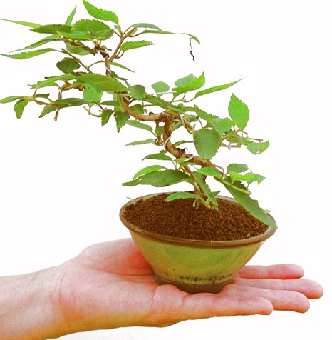 �P�O�����B�t�ƏH�̓��炭�T�N���ł��B�N�Ԃ̒��x�X�g�Z���[�ɂȂ�܂����I�I�I�R���p�N�g�ɉ������܂����B���߂Ă̕��ɂ���Ă₷����v�ȐA���ł��B