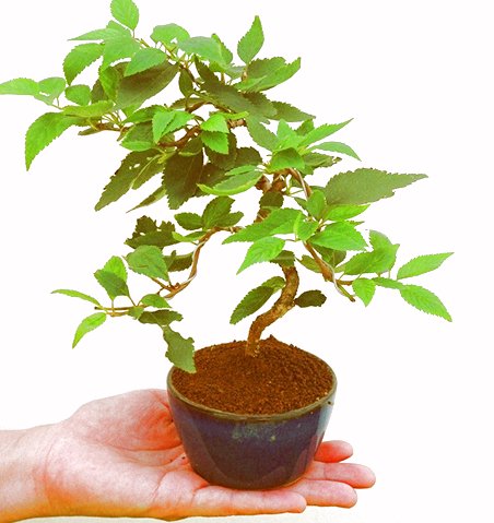 �P�O�����B�t�ƏH�̓��炭�T�N���ł��B�N�Ԃ̒��x�X�g�Z���[�ɂȂ�܂����I�I�I�R���p�N�g�ɉ������܂����B���߂Ă̕��ɂ���Ă₷����v�ȐA���ł��B