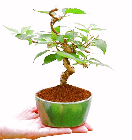 �P�O�����B�t�ƏH�̓��炭�T�N���ł��B�N�Ԃ̒��x�X�g�Z���[�ɂȂ�܂����I�I�I�R���p�N�g�ɉ������܂����B���߂Ă̕��ɂ���Ă₷����v�ȐA���ł��B