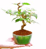 �~�́@�����W��