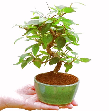 �P�O�����B�t�ƏH�̓��炭�T�N���ł��B�N�Ԃ̒��x�X�g�Z���[�ɂȂ�܂����I�I�I�R���p�N�g�ɉ������܂����B���߂Ă̕��ɂ���Ă₷����v�ȐA���ł��B