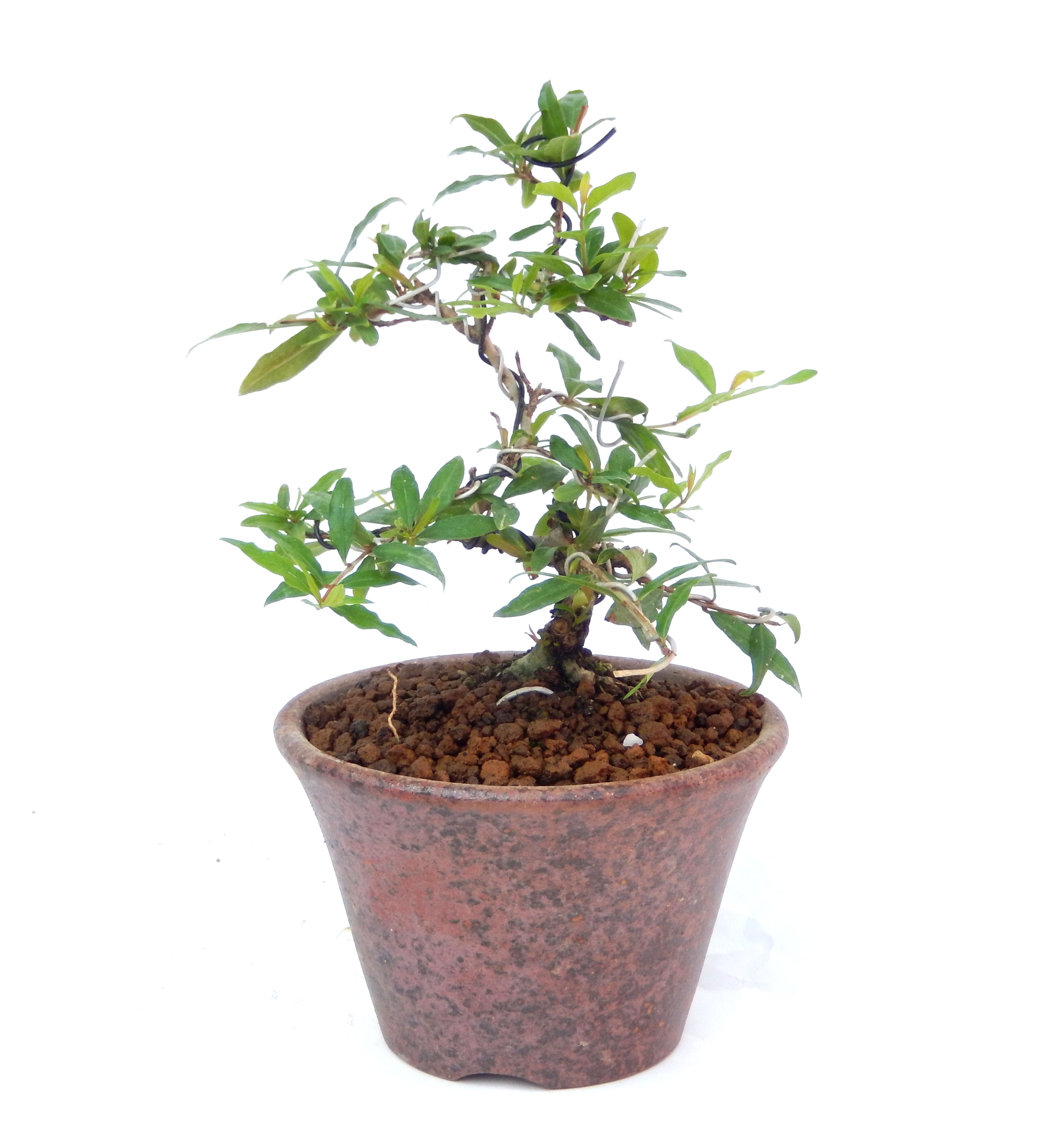 ������́A�q��Ɍb�܂��Ƃ����A�ɉh���Ӗ����鉏�N�A���ł��B�U���ɃI�����W�F�̉Ԃ��炫�A�����Ď����Ȃ�܂��B��(��)�́A���e�ɐl�C�ň��ݕ��Ƃ��Ďs�̂���Ă��܂��B 