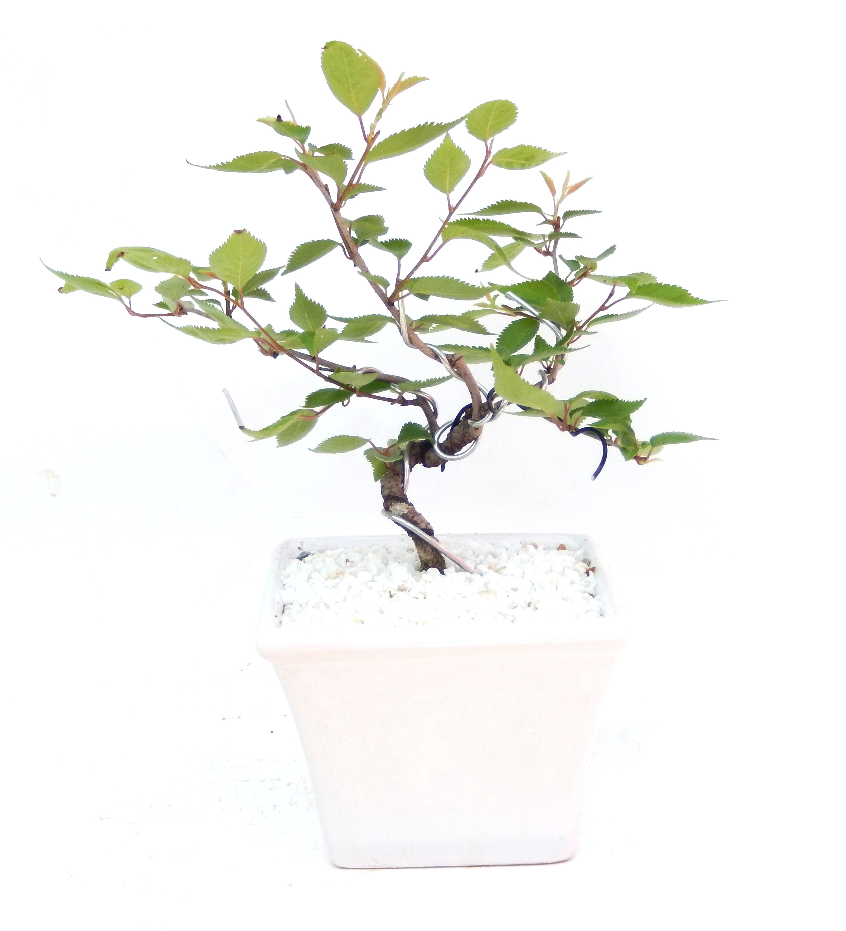 �H����~�ɂ����A�t�ɉԂ��炭�j��炫���ł��B�N�Ԃ̒��x�X�g�Z���[�ɂȂ�܂����I�I�I�R���p�N�g�ɉ������܂����B���߂Ă̕��ɂ���Ă₷����v�ȐA���ł��B