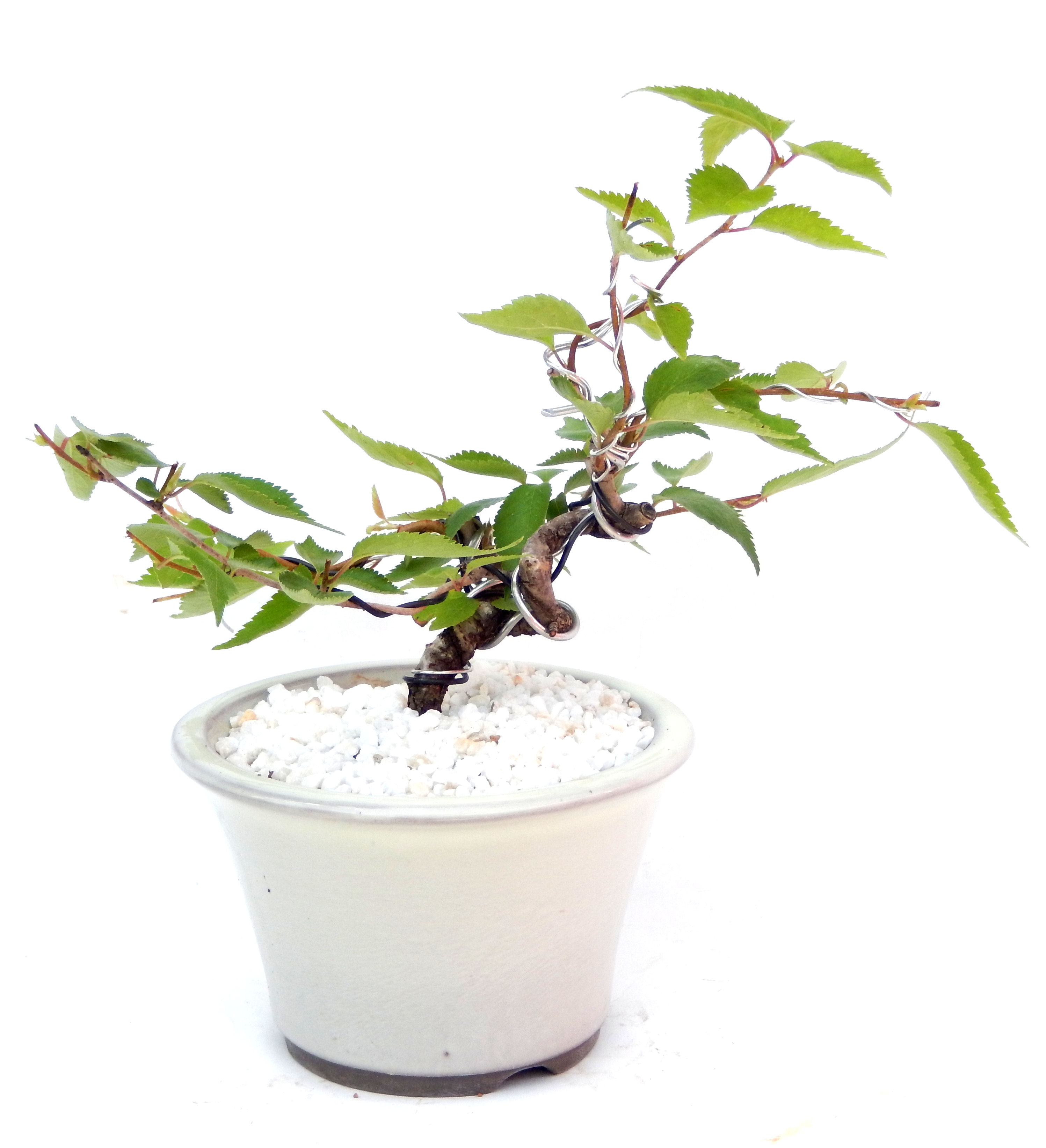 �H����~�ɂ����A�t�ɉԂ��炭�j��炫���ł��B�N�Ԃ̒��x�X�g�Z���[�ɂȂ�܂����I�I�I�R���p�N�g�ɉ������܂����B���߂Ă̕��ɂ���Ă₷����v�ȐA���ł��B