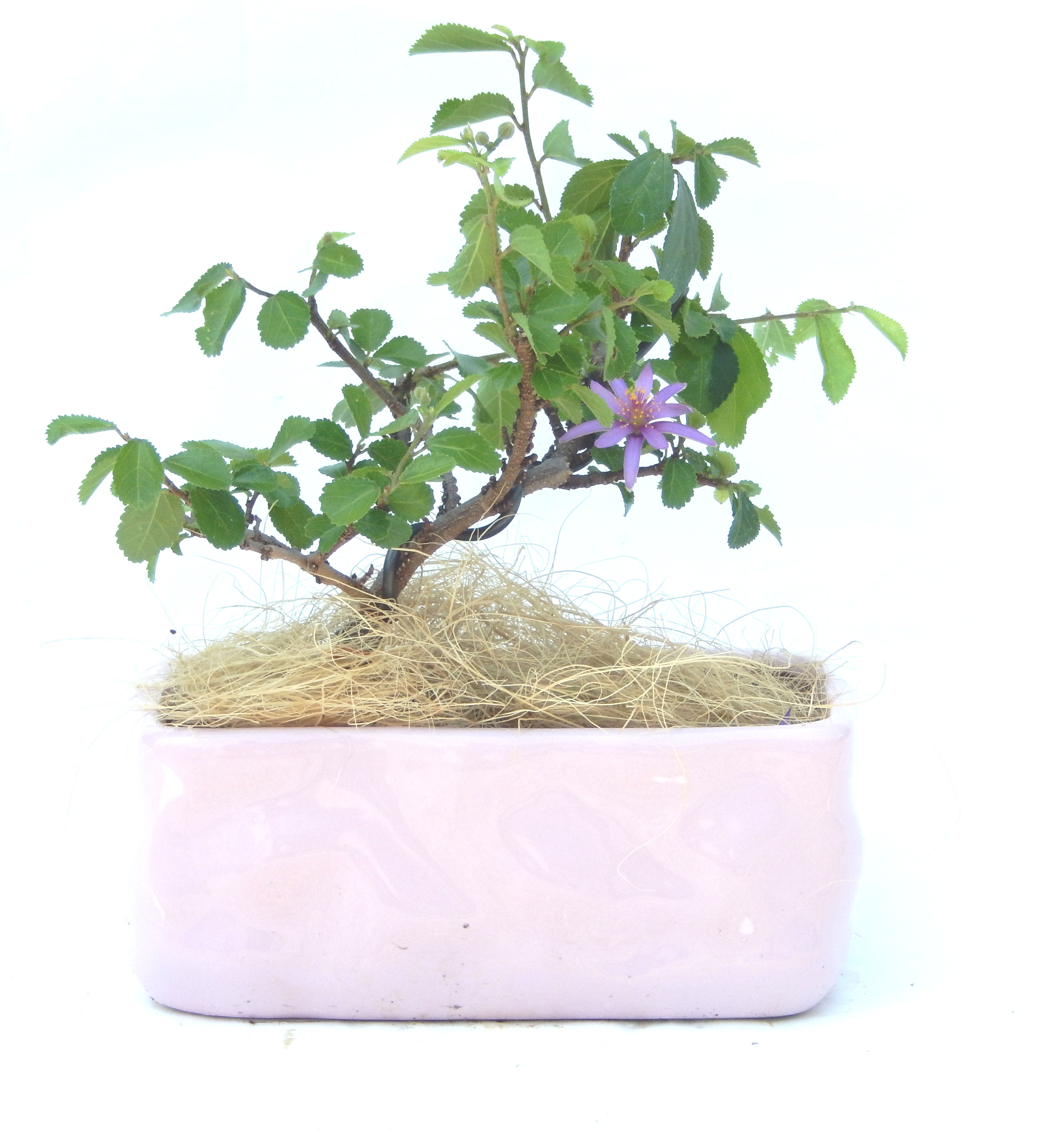 �Q�O�O�Q�N�ȗ��A�N�Ԃ̃x�X�g�Z���[�I�I�I�R���p�N�g�ɉ������܂����B���߂Ă̕��ɂ���Ă₷����v�ȐA���ł��B