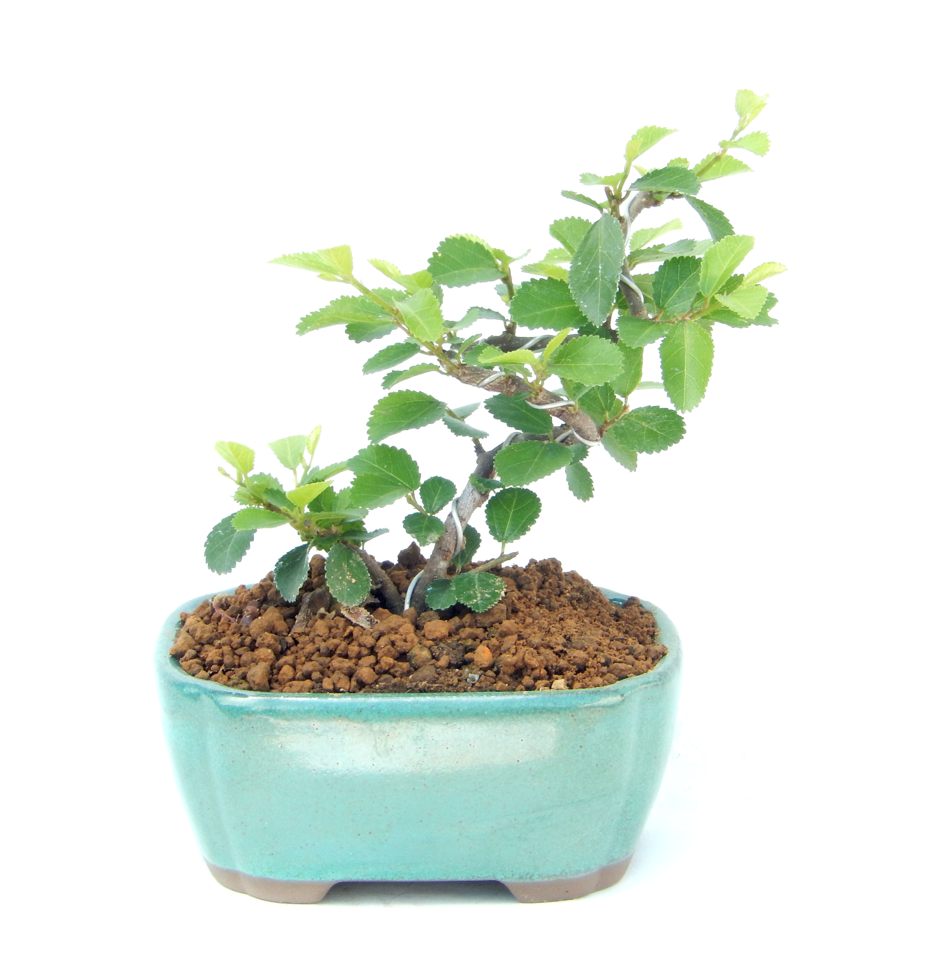 �Q�O�O�Q�N�ȗ��A�N�Ԃ̃x�X�g�Z���[�I�I�I�R���p�N�g�ɉ������܂����B���߂Ă̕��ɂ���Ă₷����v�ȐA���ł��B