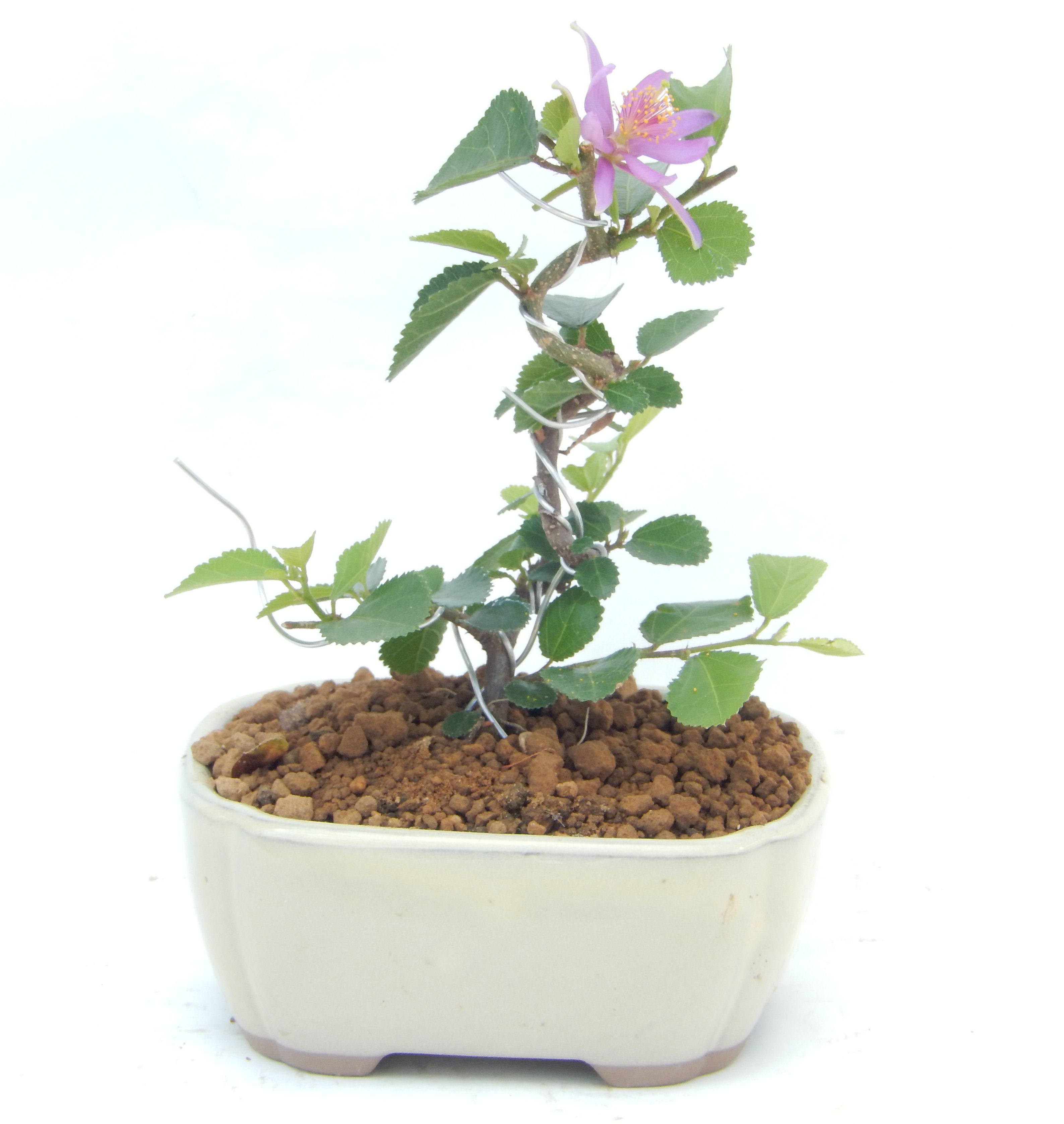 �Q�O�O�Q�N�ȗ��A�N�Ԃ̃x�X�g�Z���[�I�I�I�R���p�N�g�ɉ������܂����B���߂Ă̕��ɂ���Ă₷����v�ȐA���ł��B