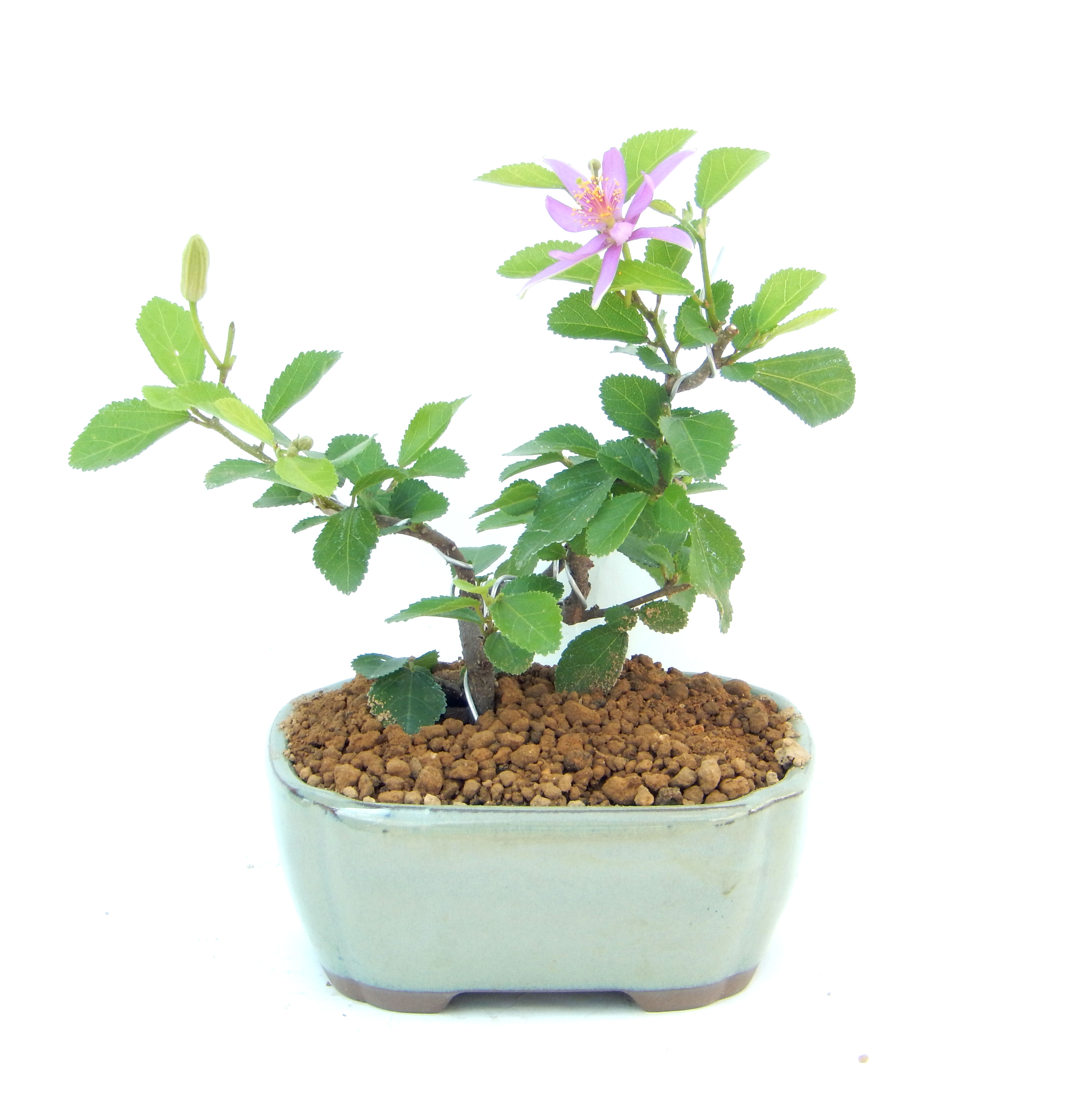 �Q�O�O�Q�N�ȗ��A�N�Ԃ̃x�X�g�Z���[�I�I�I�R���p�N�g�ɉ������܂����B���߂Ă̕��ɂ���Ă₷����v�ȐA���ł��B