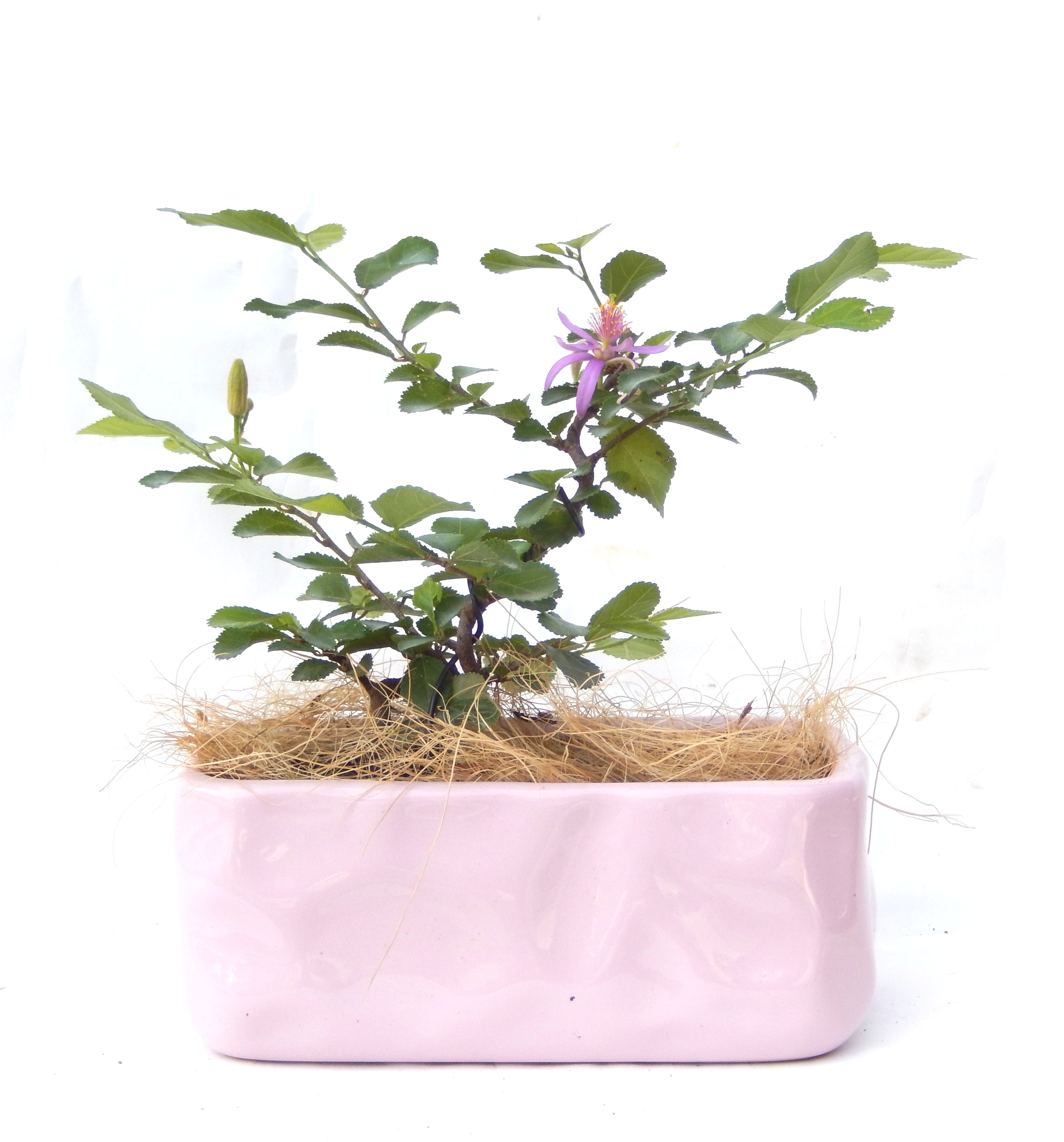 �Q�O�O�Q�N�ȗ��A�N�Ԃ̃x�X�g�Z���[�I�I�I�R���p�N�g�ɉ������܂����B���߂Ă̕��ɂ���Ă₷����v�ȐA���ł��B