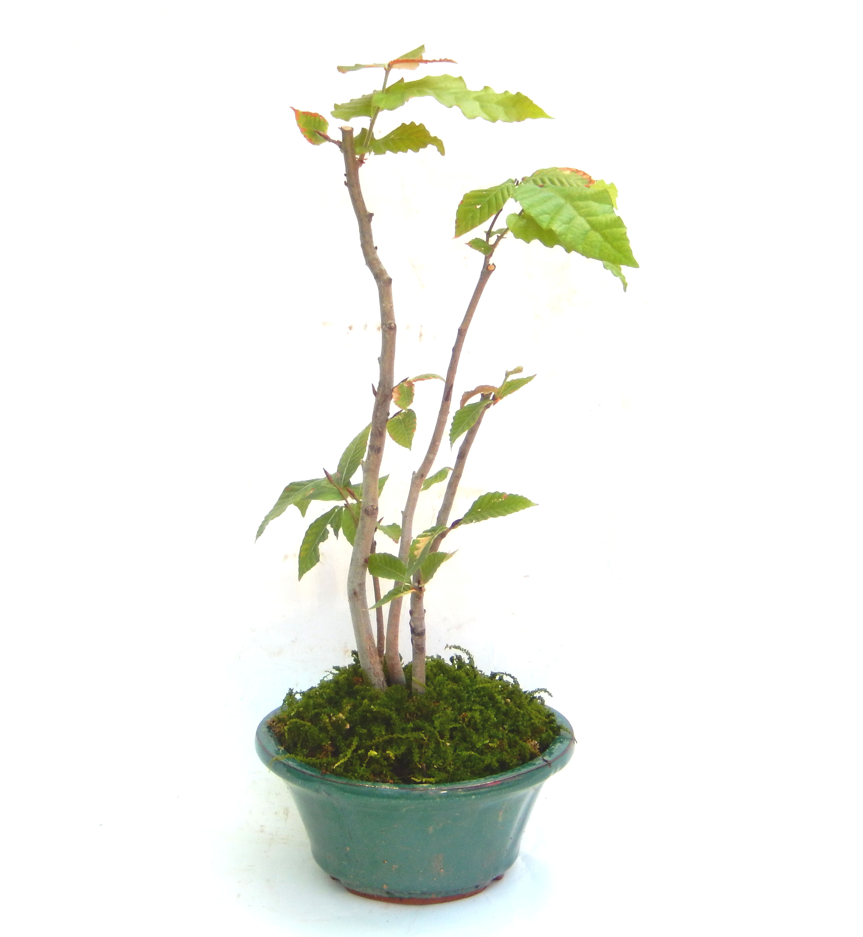 ��������Ԃȣ�̉摜���o�܂��������΂炭���҂��������܂��B