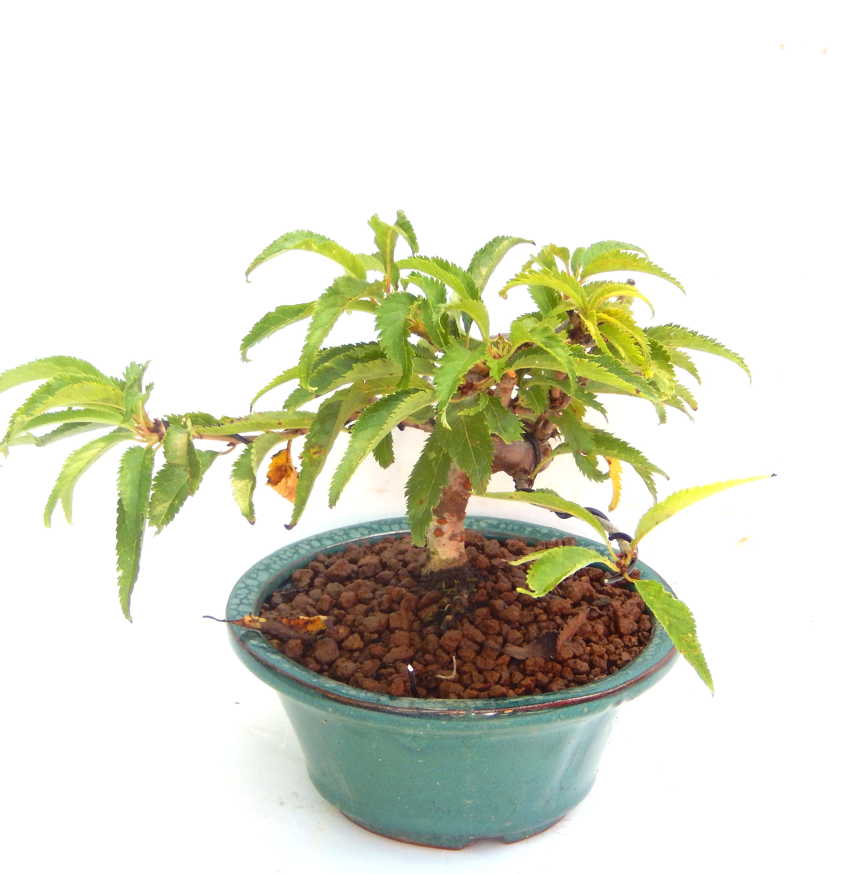 �t�ɉԂ��炭�j��炫���ł��B�N�Ԃ̒��x�X�g�Z���[�ɂȂ�܂����I�I�I�R���p�N�g�ɉ������܂����B���߂Ă̕��ɂ���Ă₷����v�ȐA���ł��B