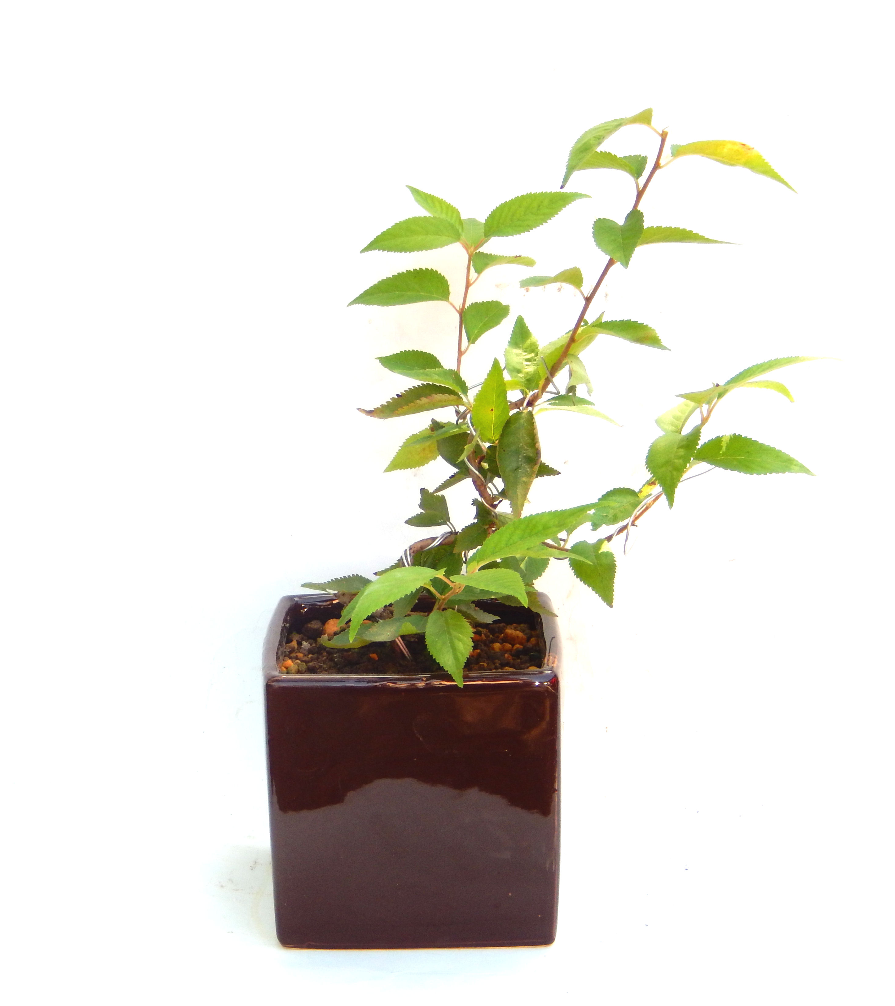 �H����~�ɂ����A�t�ɉԂ��炭�j��炫���ł��B�N�Ԃ̒��x�X�g�Z���[�ɂȂ�܂����I�I�I�R���p�N�g�ɉ������܂����B���߂Ă̕��ɂ���Ă₷����v�ȐA���ł��B