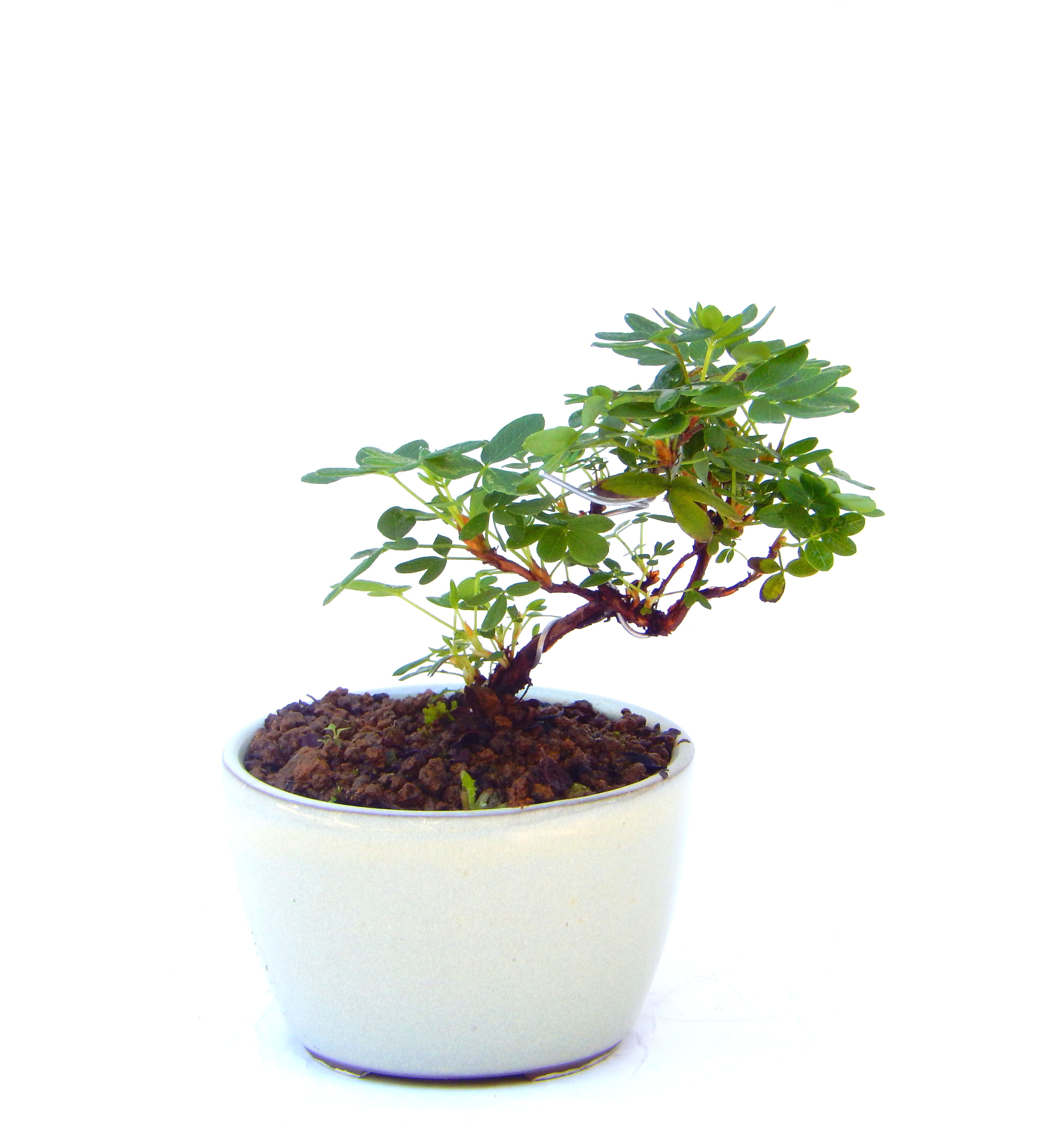 ����̖؂Ə����܂��B�����ɂ��₩��鉏�N�A���I�I�Ƃɂ��������A��x������ǂ����Ă���ɓ��ꂽ���Ȃ�A���ł��I 
   ���̏��i�́A�~�j�T�C�Y�ɍ��܂����B�������̃C���e���A�Ƃ��ăe�[�u���⑋�ӂɂ�����傫���ł��B�܂������̂����߂̈�i�ł��I�I�I