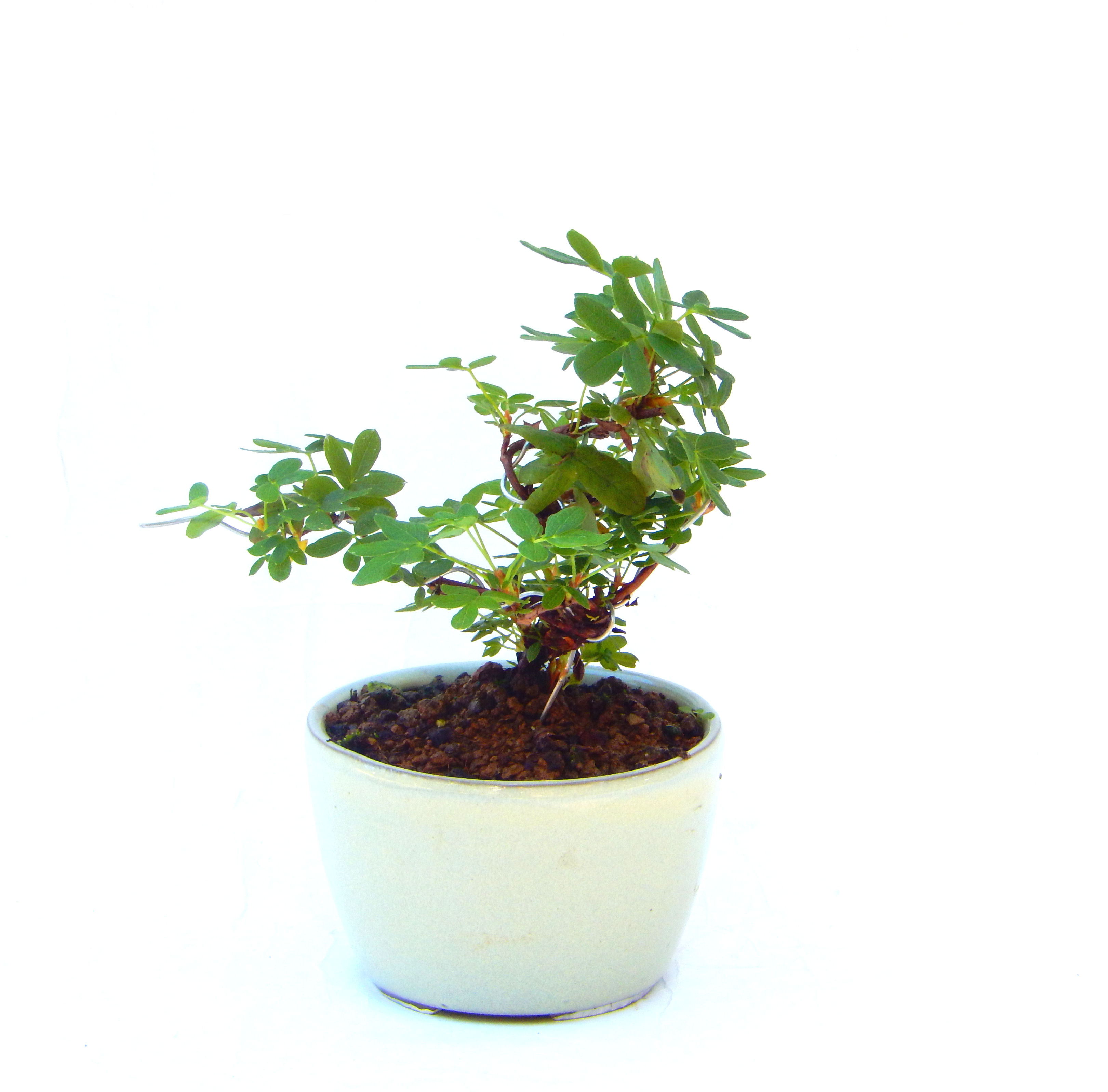 ����̖؂Ə����܂��B�����ɂ��₩��鉏�N�A���I�I�Ƃɂ��������A��x������ǂ����Ă���ɓ��ꂽ���Ȃ�A���ł��I 
   ���̏��i�́A�~�j�T�C�Y�ɍ��܂����B�������̃C���e���A�Ƃ��ăe�[�u���⑋�ӂɂ�����傫���ł��B�܂������̂����߂̈�i�ł��I�I�I