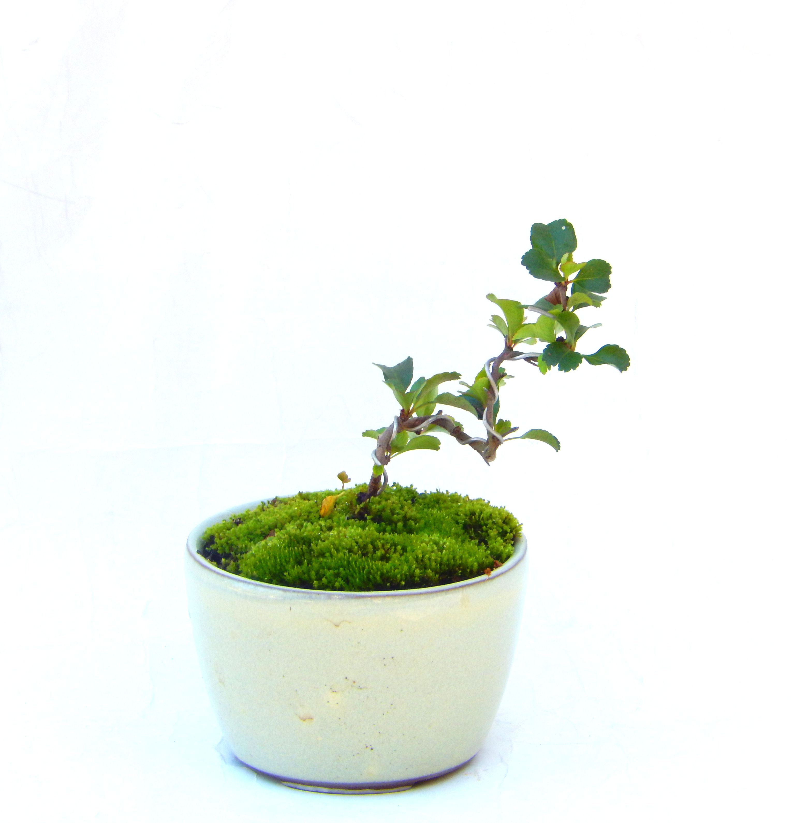 �����~�Ə����܂��B�����ɂ��₩��鉏�N�A���I�I�X�ɏt�A�R�����납���ȐԂ��ԁB�}�ɒ��ڂڂ݂�t���J�Ԃ��܂��B�Ԑ��������Ă��A���Ȃ��Ă��A�Ƃɂ��������A��x������ǂ����Ă���ɓ��ꂽ���Ȃ�A���ł��I 
   ���̏��i�́A�~�j�T�C�Y�ɍ��܂����B�������̃C���e���A�Ƃ��ăe�[�u���⑋�ӂɂ�����傫���ł��B�܂������̂����߂̈�i�ł��I�I�I