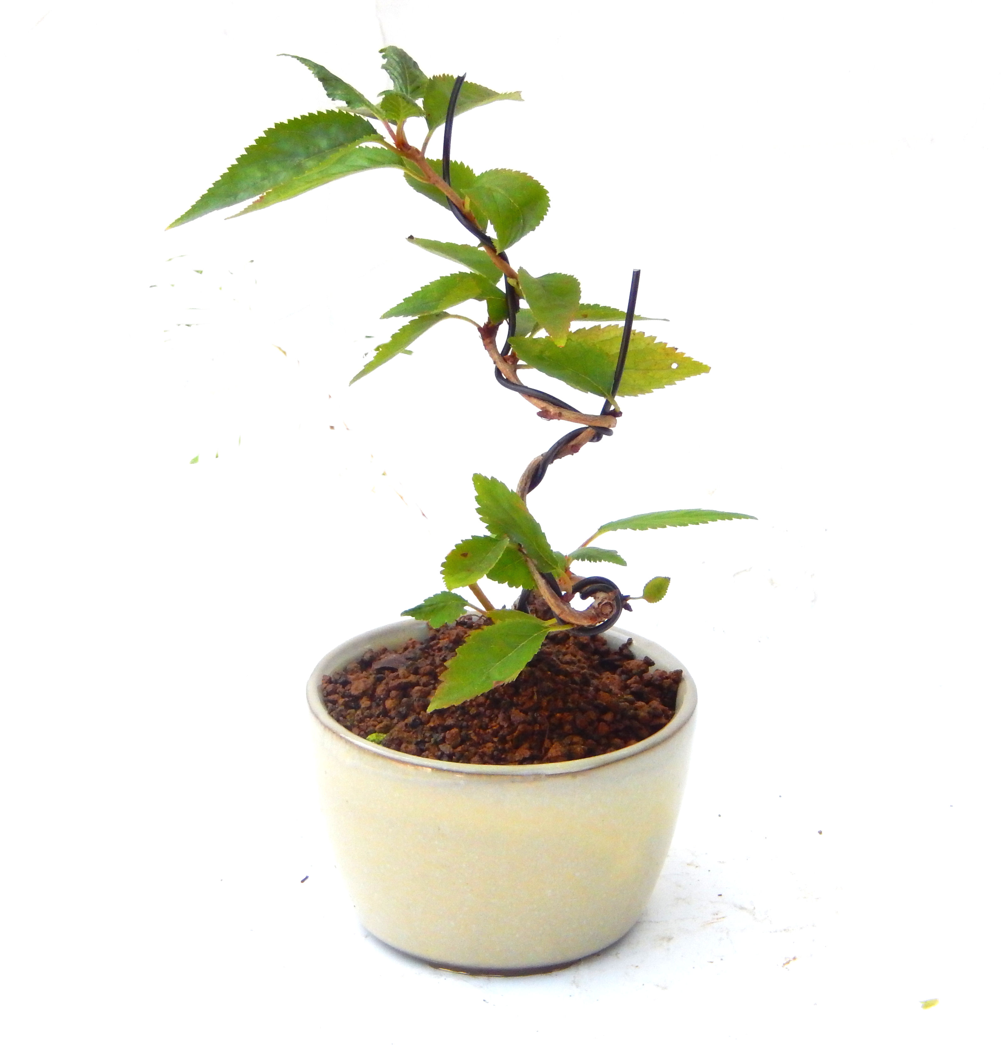 �P�O�����B�t�ƏH�̓��炭�T�N���ł��B�N�Ԃ̒��x�X�g�Z���[�ɂȂ�܂����I�I�I�R���p�N�g�ɉ������܂����B���߂Ă̕��ɂ���Ă₷����v�ȐA���ł��B