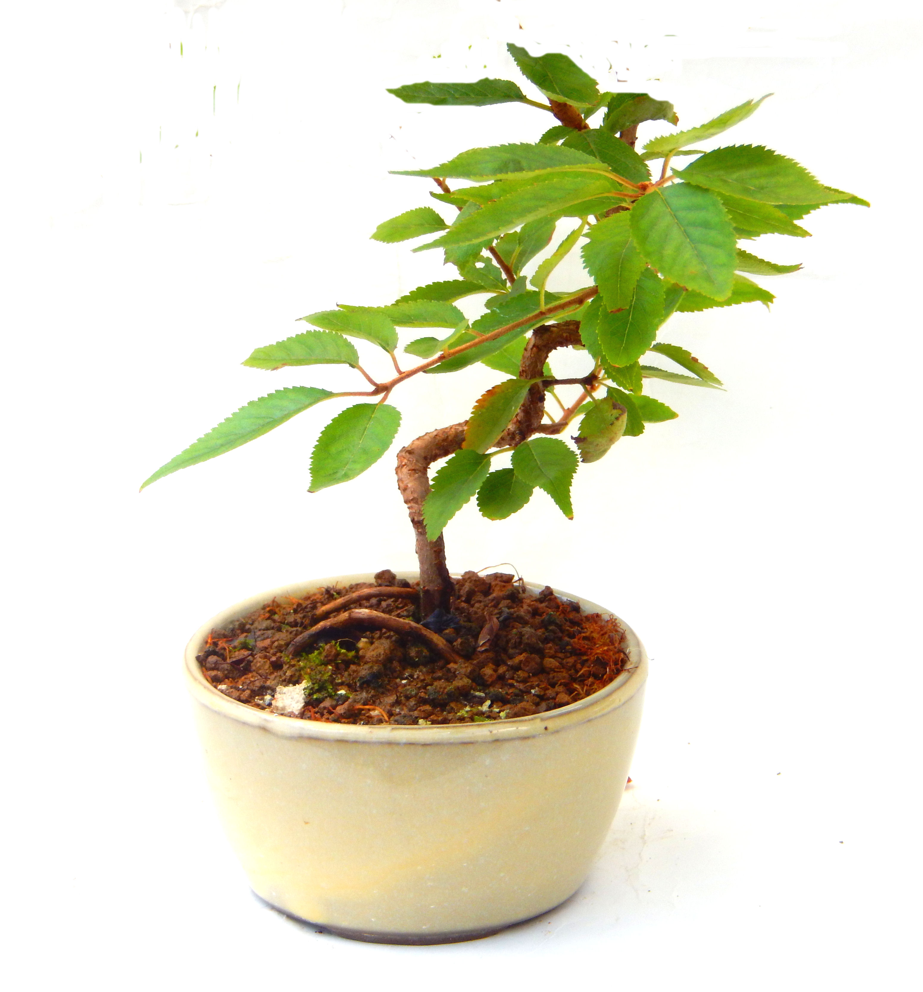 �P�O�����B�t�ƏH�̓��炭�T�N���ł��B�N�Ԃ̒��x�X�g�Z���[�ɂȂ�܂����I�I�I�R���p�N�g�ɉ������܂����B���߂Ă̕��ɂ���Ă₷����v�ȐA���ł��B