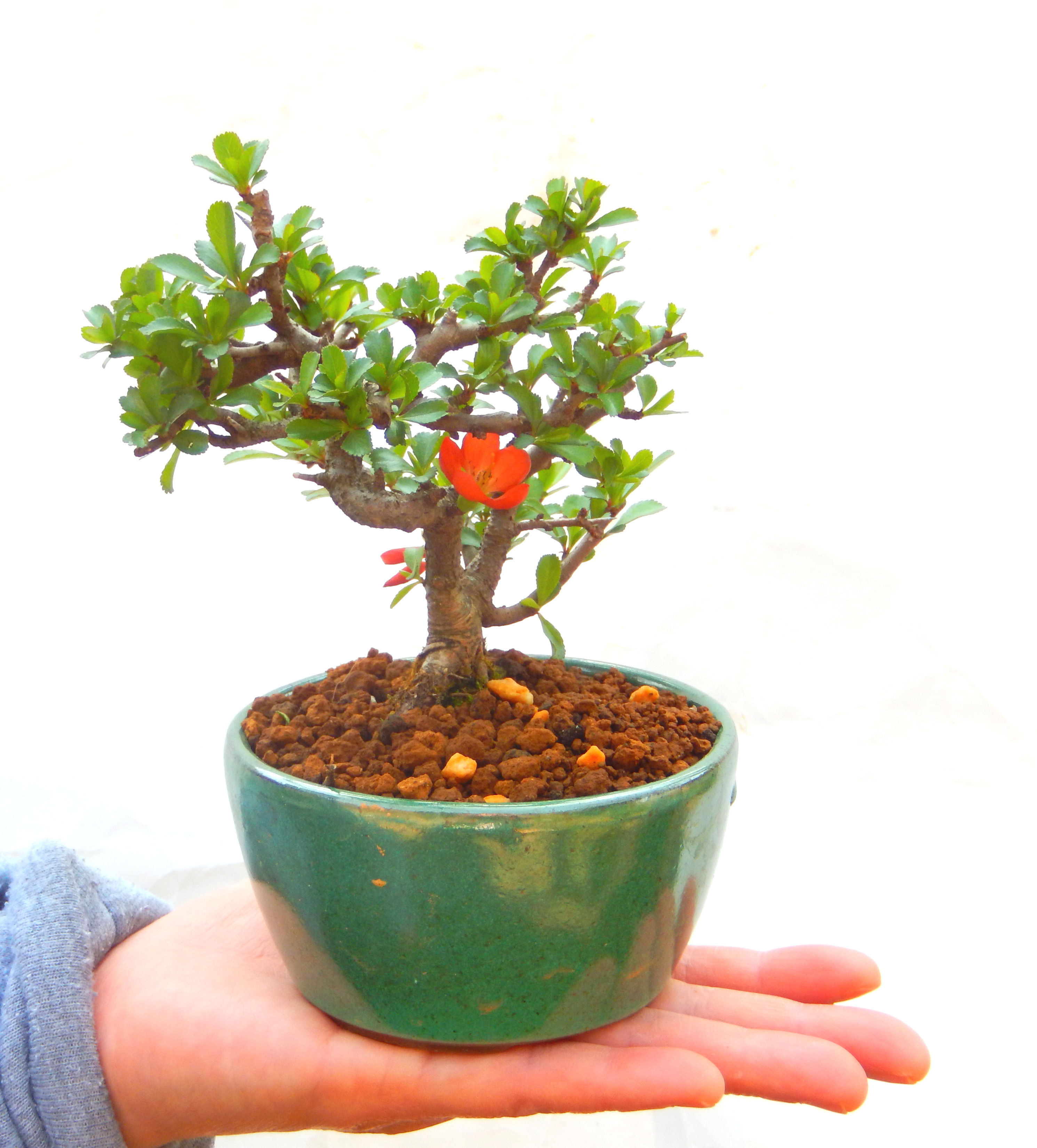 �����~�Ə����܂��B�����ɂ��₩��鉏�N�A���I�I�X�ɏt�A�R�����납���ȐԂ��ԁB�}�ɒ��ڂڂ݂�t���J�Ԃ��܂��B�Ԑ��������Ă��A���Ȃ��Ă��A�Ƃɂ��������A��x������ǂ����Ă���ɓ��ꂽ���Ȃ�A���ł��I 
   ���̏��i�́A�~�j�T�C�Y�ɍ��܂����B�������̃C���e���A�Ƃ��ăe�[�u���⑋�ӂɂ�����傫���ł��B�܂������̂����߂̈�i�ł��I�I�I