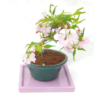 �~�́@��a����