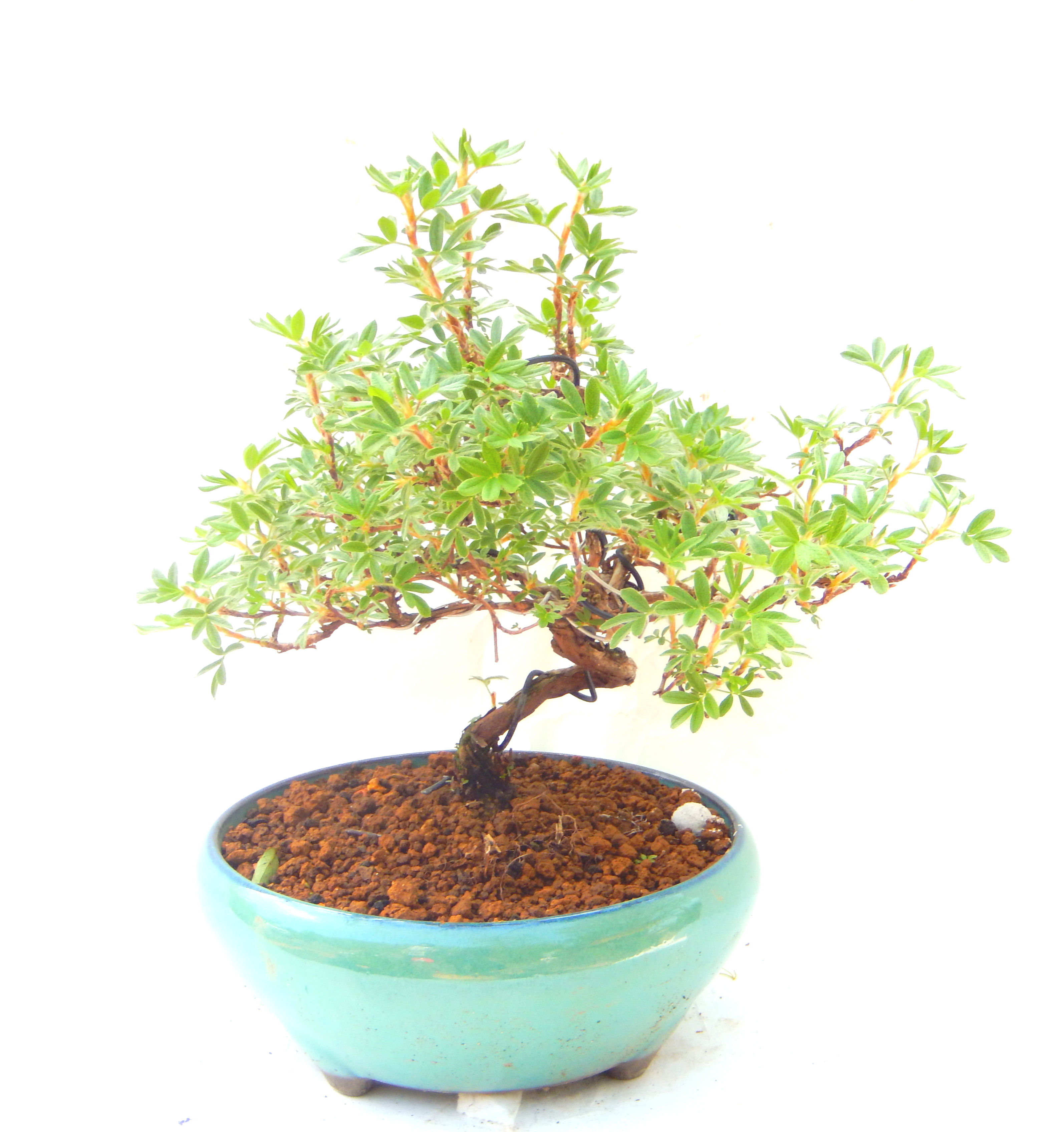 ����̖؁B�����ɂ��₩��鉏�N�A���I�I�Ƃɂ��������A��x������ǂ����Ă���ɓ��ꂽ���Ȃ�A���ł��I 
   ���̏��i�́A�~�j�T�C�Y�ɍ��܂����B�������̃C���e���A�Ƃ��ăe�[�u���⑋�ӂɂ�����傫���ł��B�܂������̂����߂̈�i�ł��I�I�I