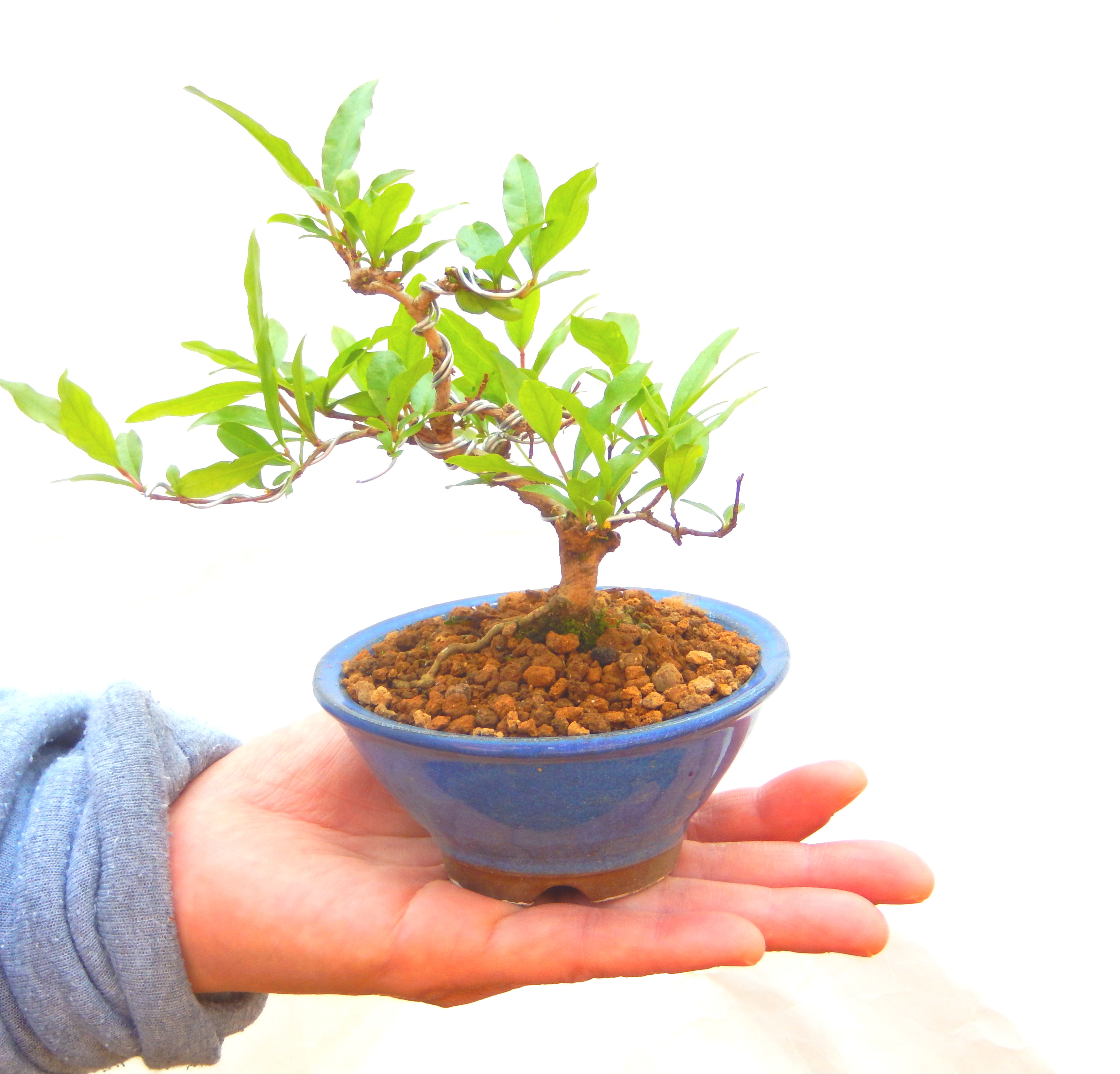 ������́A�q��Ɍb�܂��Ƃ����A�ɉh���Ӗ����鉏�N�A���ł��B�U���ɃI�����W�F�̉Ԃ��炫�A�����Ď����Ȃ�܂��B��(��)�́A���e�ɐl�C�ň��ݕ��Ƃ��Ďs�̂���Ă��܂��B 