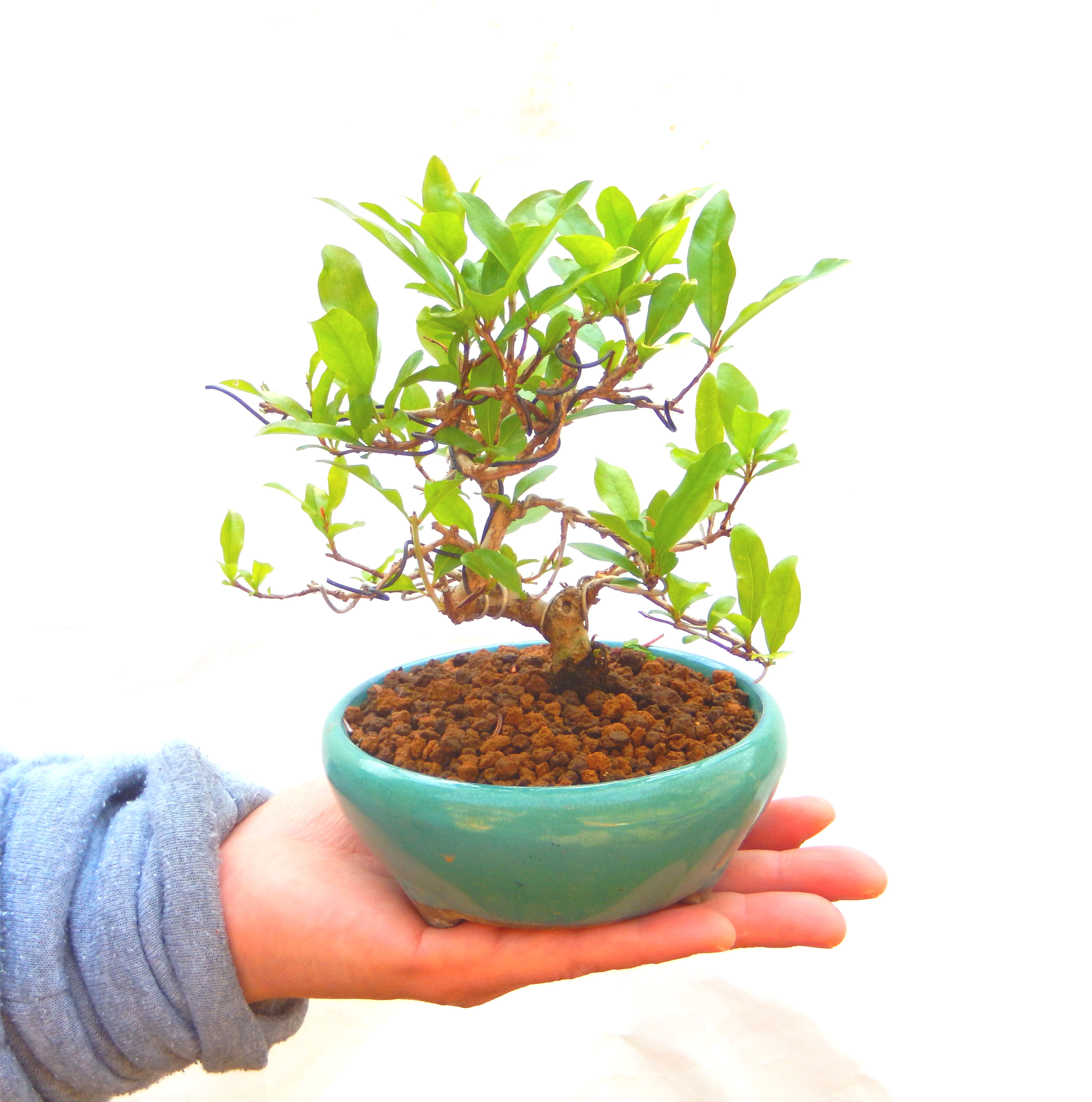 ������́A�q��Ɍb�܂��Ƃ����A�ɉh���Ӗ����鉏�N�A���ł��B�U���ɃI�����W�F�̉Ԃ��炫�A�����Ď����Ȃ�܂��B��(��)�́A���e�ɐl�C�ň��ݕ��Ƃ��Ďs�̂���Ă��܂��B 