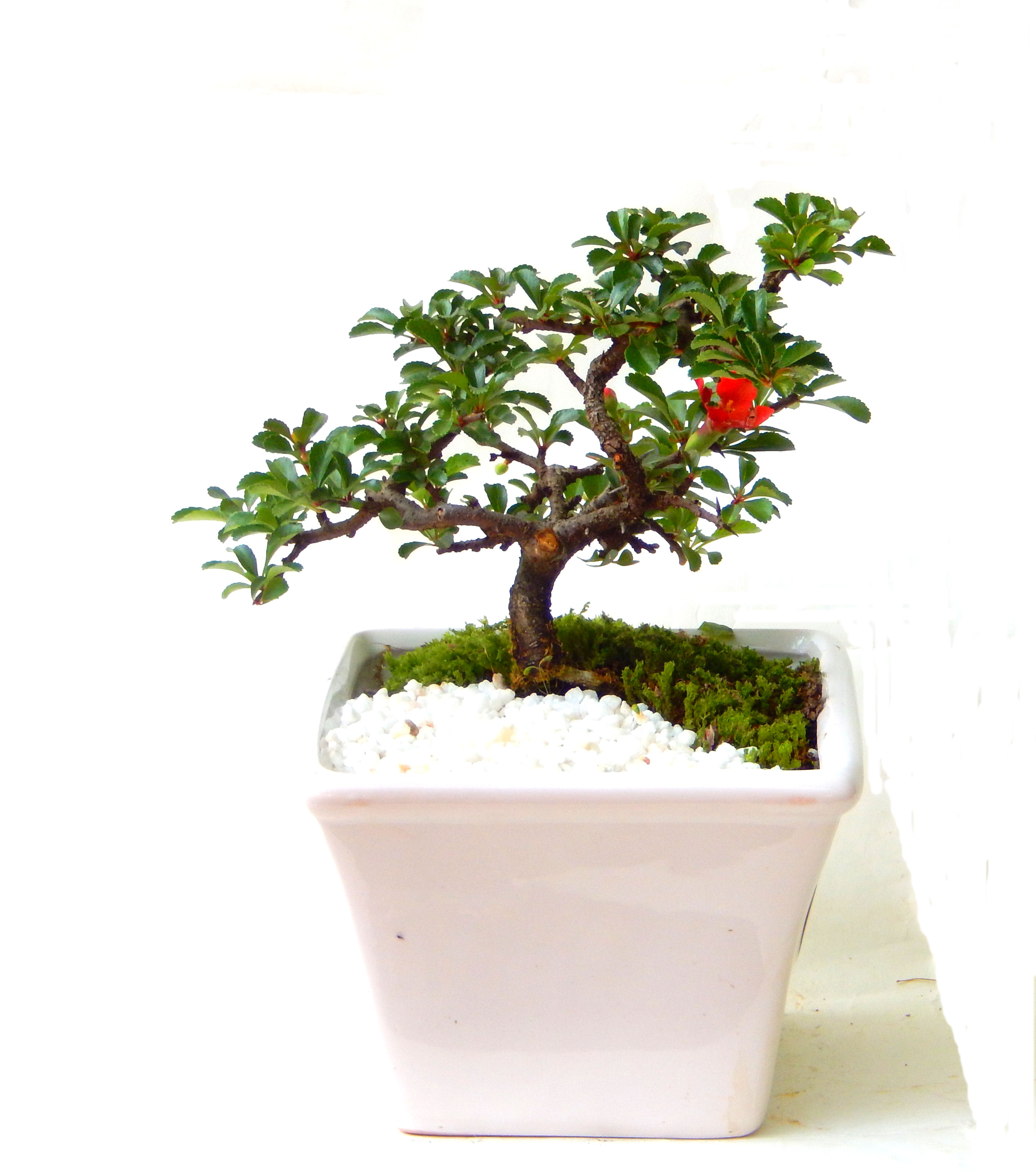 �����~�Ə����܂��B�����ɂ��₩��鉏�N�A���I�I�X�ɏt�A�R�����납���ȐԂ��ԁB�}�ɒ��ڂڂ݂�t���J�Ԃ��܂��B�Ԑ��������Ă��A���Ȃ��Ă��A�Ƃɂ��������A��x������ǂ����Ă���ɓ��ꂽ���Ȃ�A���ł��I 
   ���̏��i�́A�~�j�T�C�Y�ɍ��܂����B�������̃C���e���A�Ƃ��ăe�[�u���⑋�ӂɂ�����傫���ł��B�܂������̂����߂̈�i�ł��I�I�I