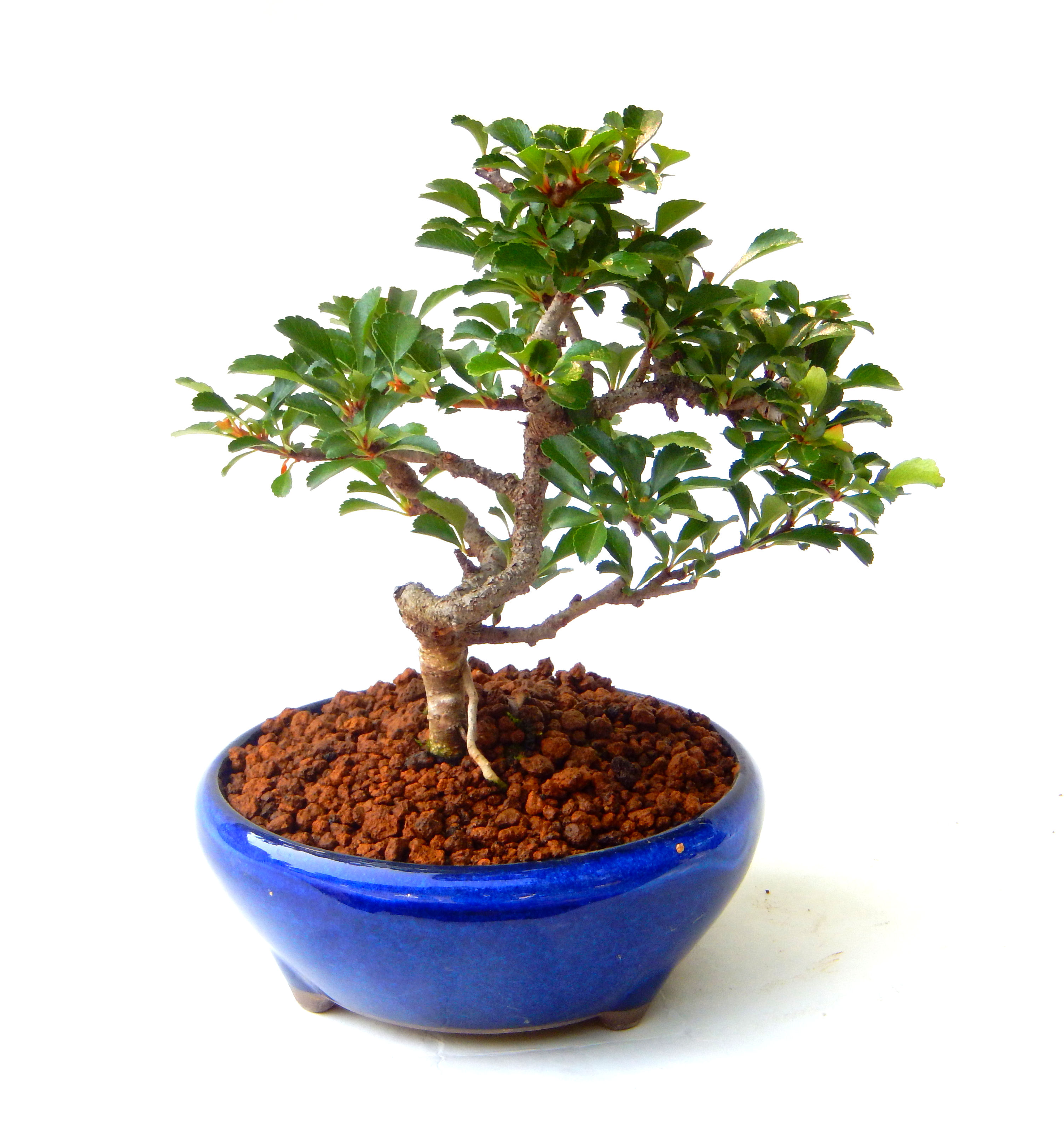 �����~�Ə����܂��B�����ɂ��₩��鉏�N�A���I�I�X�ɏt�A�R�����납���ȐԂ��ԁB�}�ɒ��ڂڂ݂�t���J�Ԃ��܂��B�Ԑ��������Ă��A���Ȃ��Ă��A�Ƃɂ��������A��x������ǂ����Ă���ɓ��ꂽ���Ȃ�A���ł��I 
   ���̏��i�́A�~�j�T�C�Y�ɍ��܂����B�������̃C���e���A�Ƃ��ăe�[�u���⑋�ӂɂ�����傫���ł��B�܂������̂����߂̈�i�ł��I�I�I