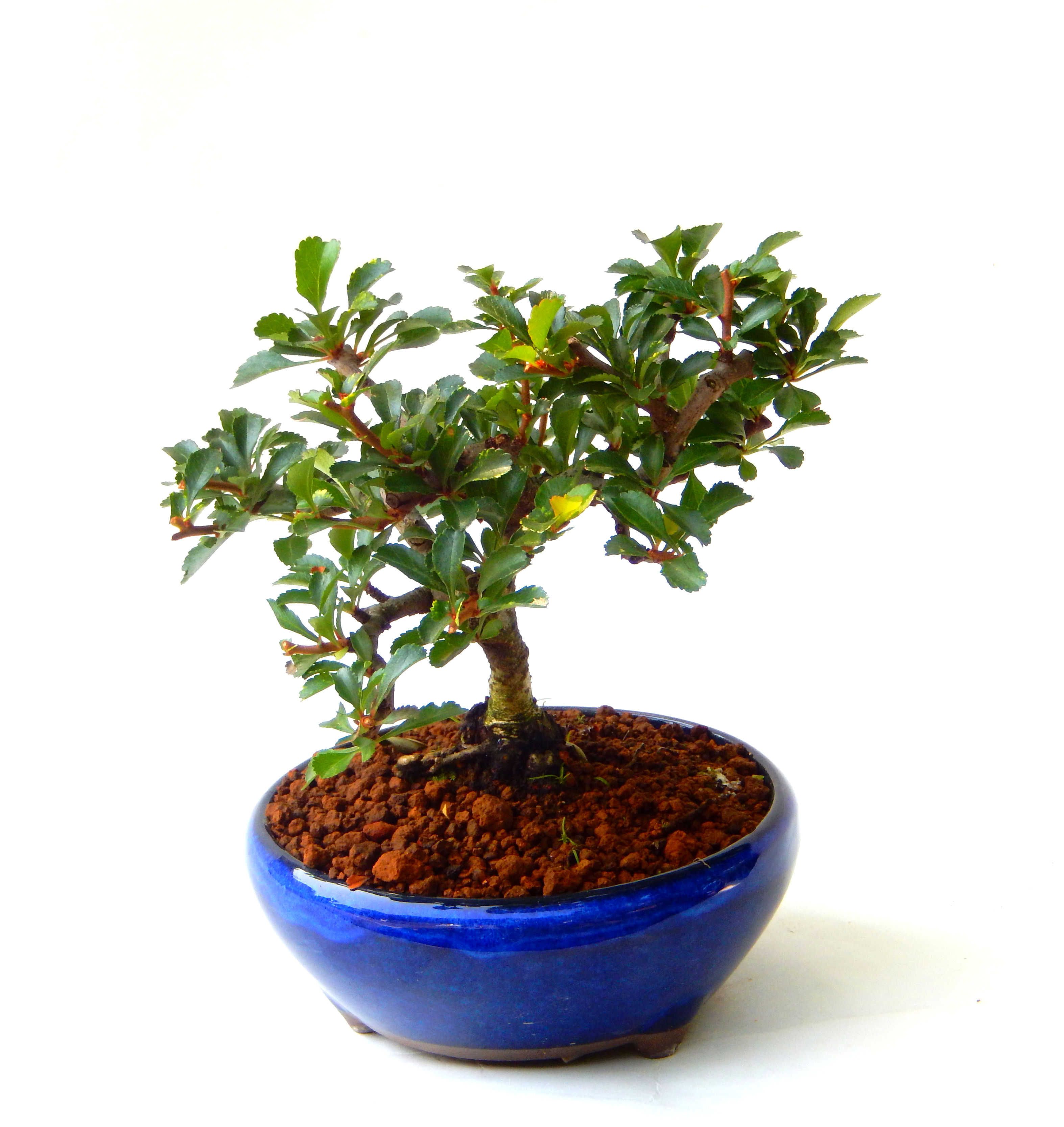 �����~�Ə����܂��B�����ɂ��₩��鉏�N�A���I�I�X�ɏt�A�R�����납���ȐԂ��ԁB�}�ɒ��ڂڂ݂�t���J�Ԃ��܂��B�Ԑ��������Ă��A���Ȃ��Ă��A�Ƃɂ��������A��x������ǂ����Ă���ɓ��ꂽ���Ȃ�A���ł��I 
   ���̏��i�́A�~�j�T�C�Y�ɍ��܂����B�������̃C���e���A�Ƃ��ăe�[�u���⑋�ӂɂ�����傫���ł��B�܂������̂����߂̈�i�ł��I�I�I