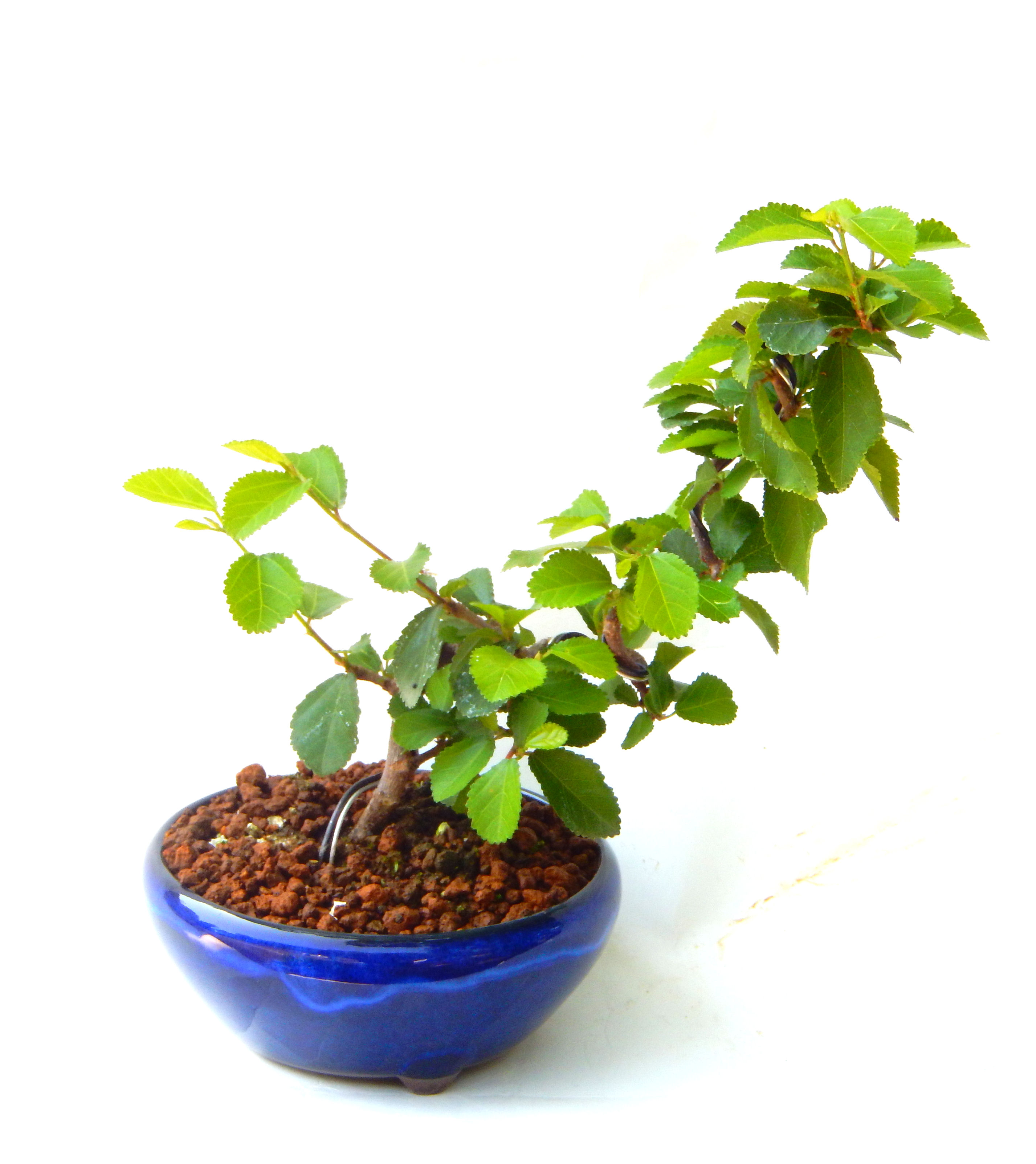 �Q�O�O�Q�N�ȗ��A�N�Ԃ̃x�X�g�Z���[�I�I�I�R���p�N�g�ɉ������܂����B���߂Ă̕��ɂ���Ă₷����v�ȐA���ł��B