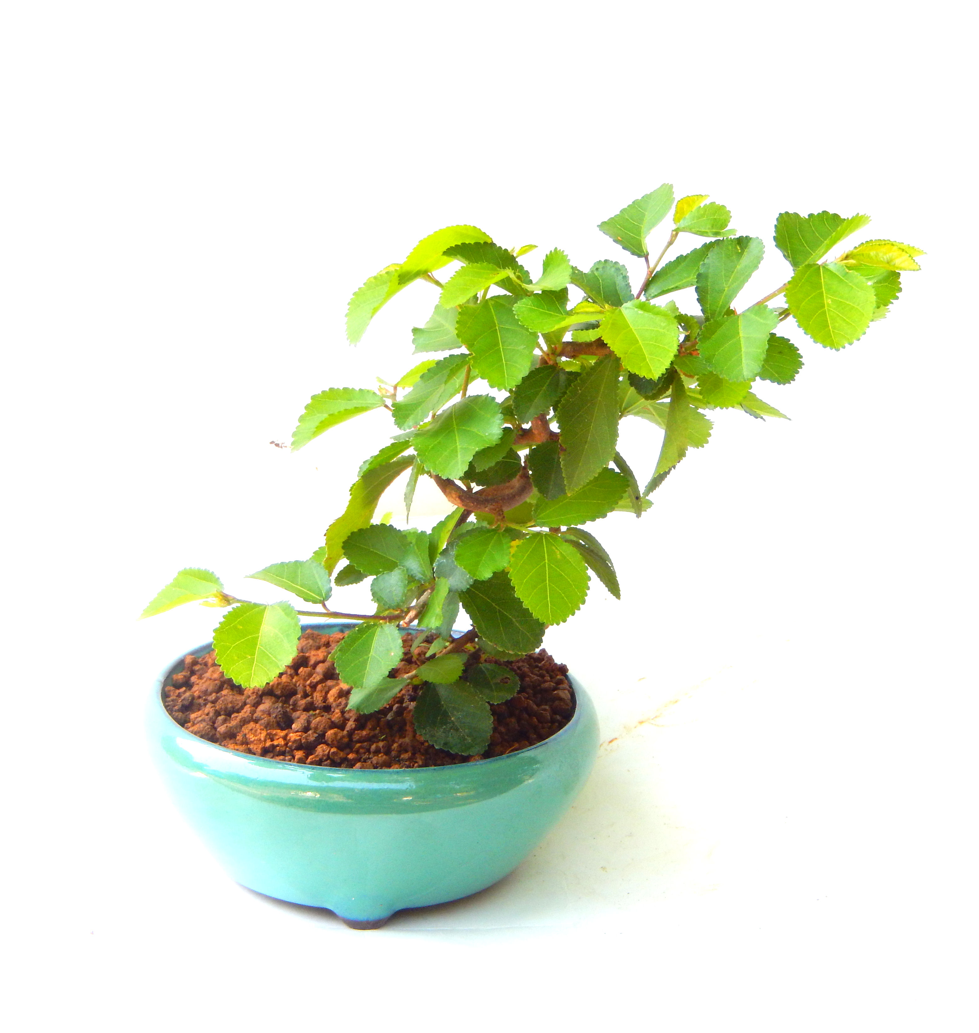 �Q�O�O�Q�N�ȗ��A�N�Ԃ̃x�X�g�Z���[�I�I�I�R���p�N�g�ɉ������܂����B���߂Ă̕��ɂ���Ă₷����v�ȐA���ł��B