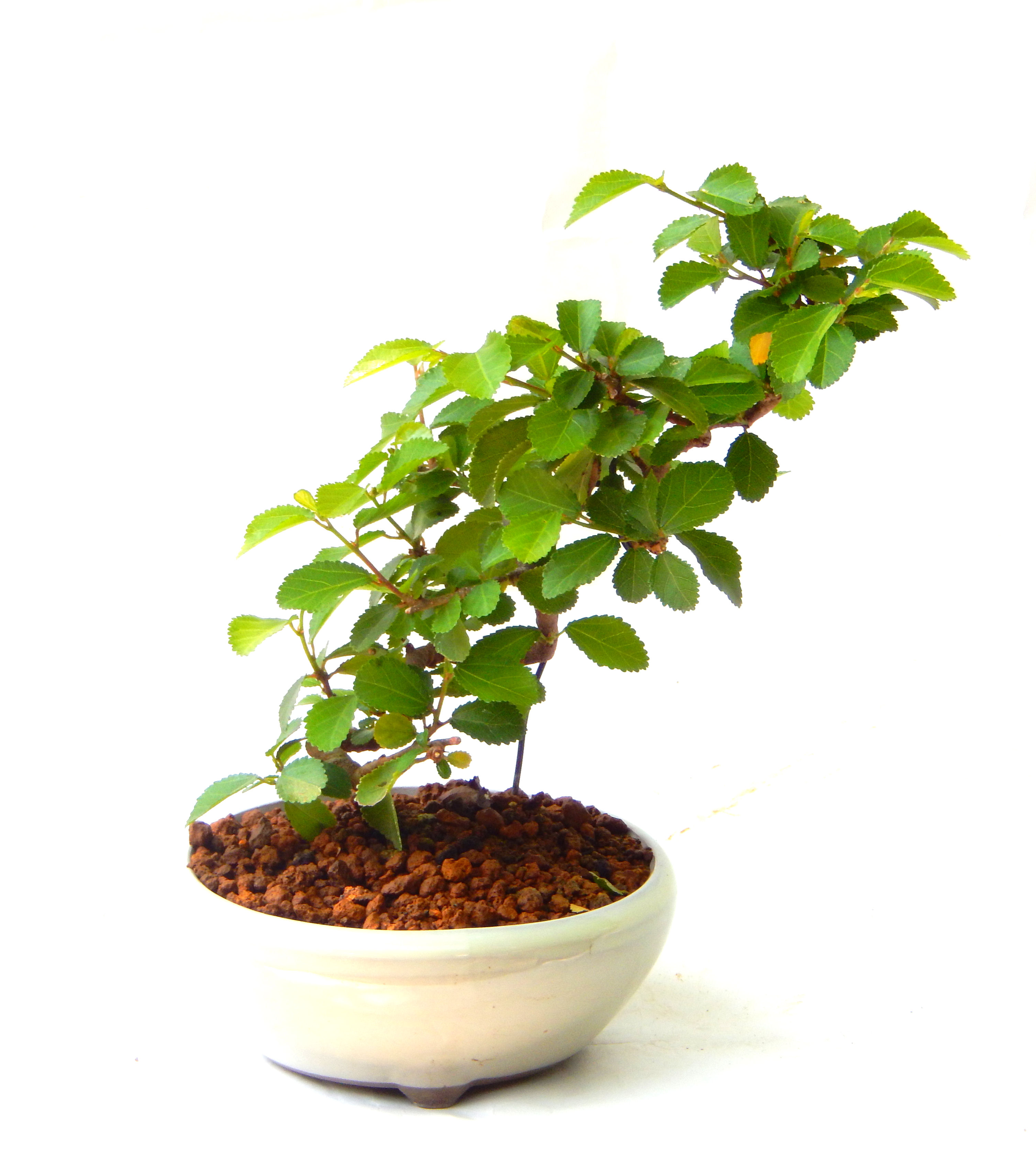 �Q�O�O�Q�N�ȗ��A�N�Ԃ̃x�X�g�Z���[�I�I�I�R���p�N�g�ɉ������܂����B���߂Ă̕��ɂ���Ă₷����v�ȐA���ł��B