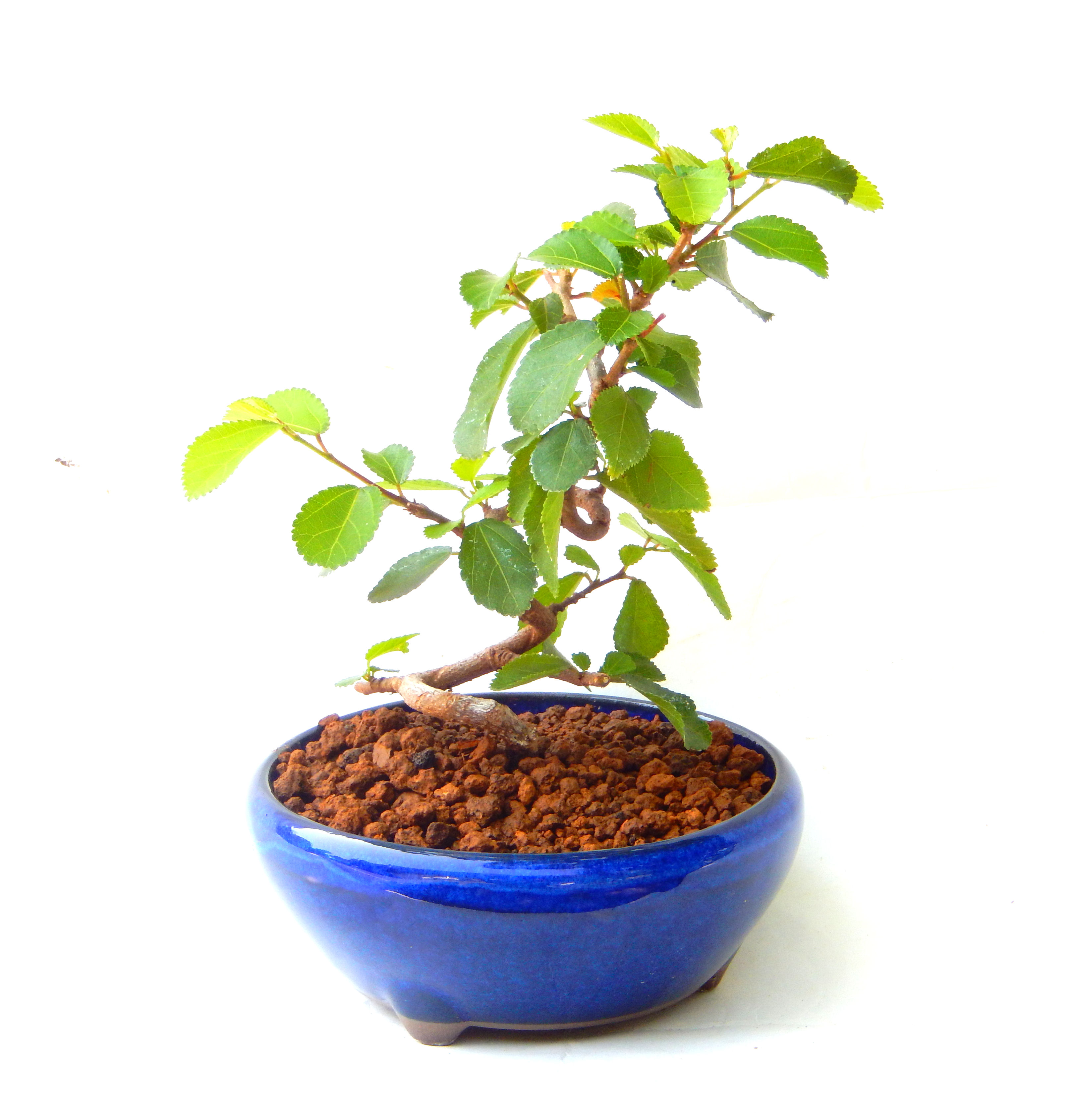 �Q�O�O�Q�N�ȗ��A�N�Ԃ̃x�X�g�Z���[�I�I�I�R���p�N�g�ɉ������܂����B���߂Ă̕��ɂ���Ă₷����v�ȐA���ł��B