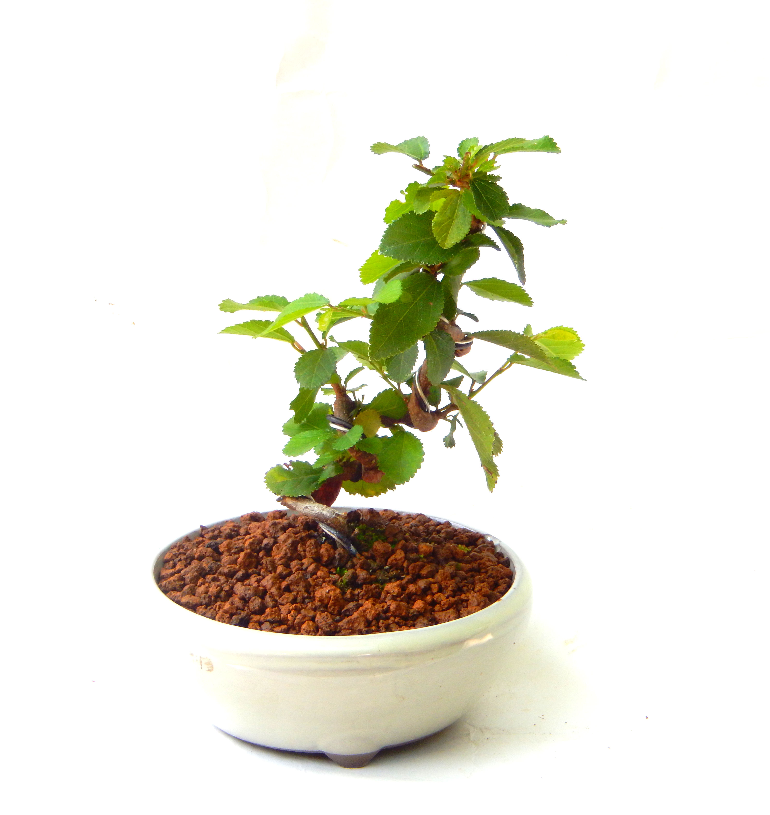 �Q�O�O�Q�N�ȗ��A�N�Ԃ̃x�X�g�Z���[�I�I�I�R���p�N�g�ɉ������܂����B���߂Ă̕��ɂ���Ă₷����v�ȐA���ł��B