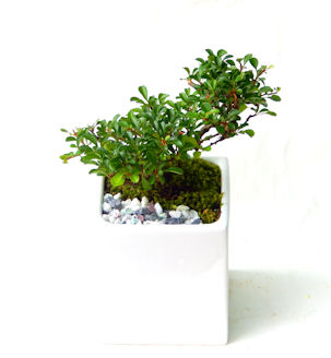 �җ�j�� �M�t�g �����~