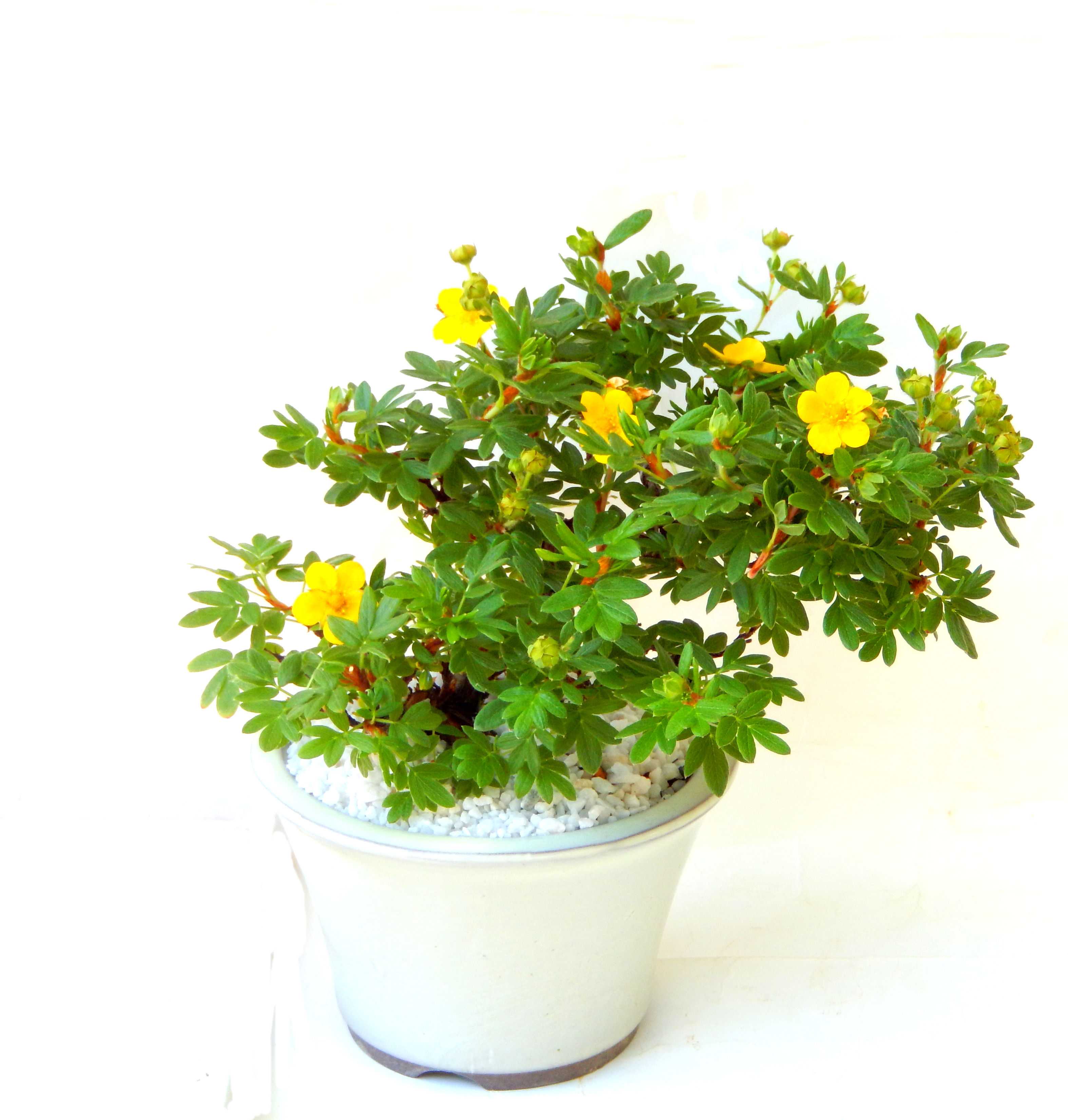 ����̖؂Ə����܂��B�����ɂ��₩��鉏�N�A���I�I�Ƃɂ��������A��x������ǂ����Ă���ɓ��ꂽ���Ȃ�A���ł��I 
   ���̏��i�́A�~�j�T�C�Y�ɍ��܂����B�������̃C���e���A�Ƃ��ăe�[�u���⑋�ӂɂ�����傫���ł��B�܂������̂����߂̈�i�ł��I�I�I