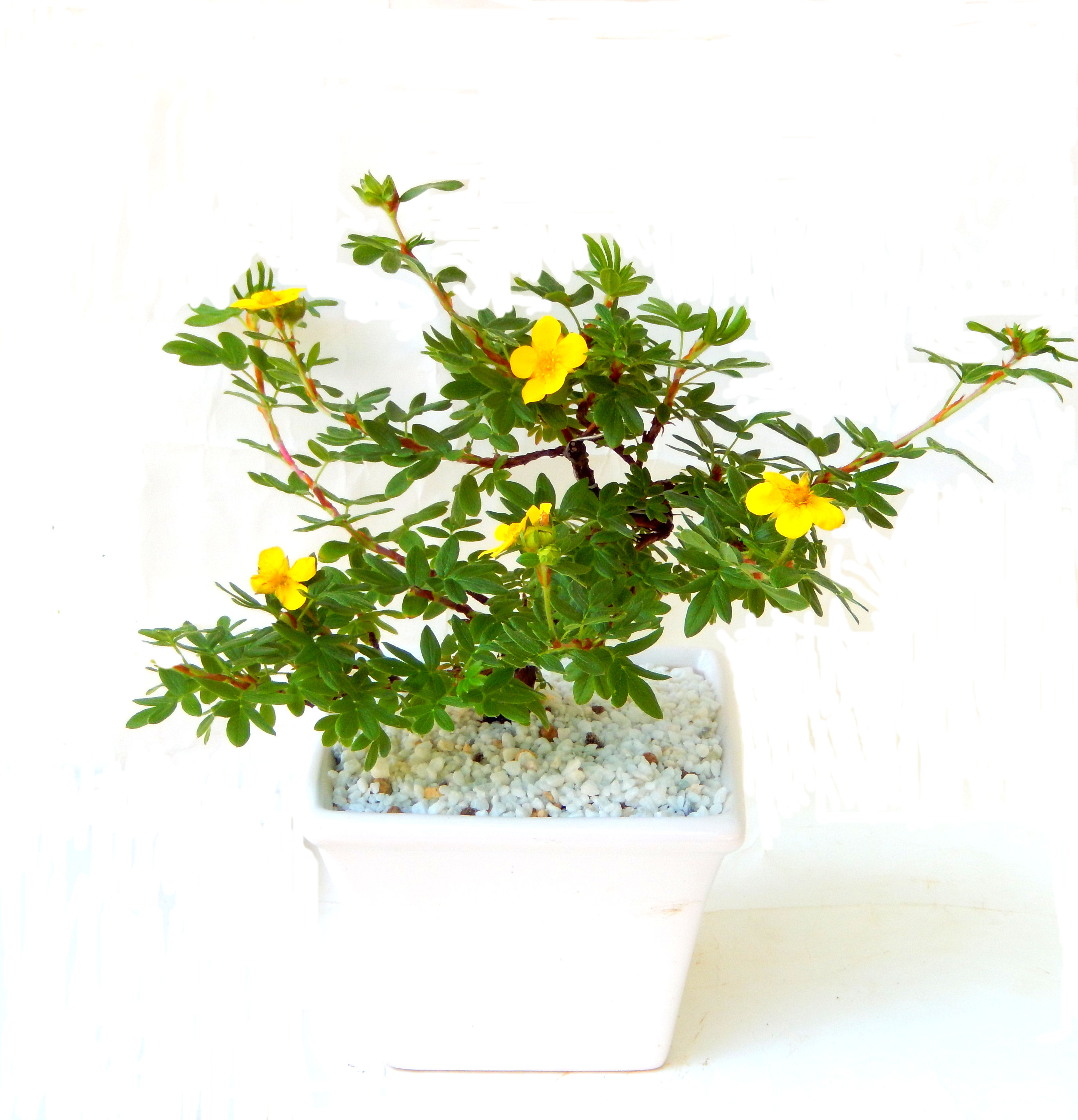 ����̖؂Ə����܂��B�����ɂ��₩��鉏�N�A���I�I�Ƃɂ��������A��x������ǂ����Ă���ɓ��ꂽ���Ȃ�A���ł��I 
   ���̏��i�́A�~�j�T�C�Y�ɍ��܂����B�������̃C���e���A�Ƃ��ăe�[�u���⑋�ӂɂ�����傫���ł��B�܂������̂����߂̈�i�ł��I�I�I