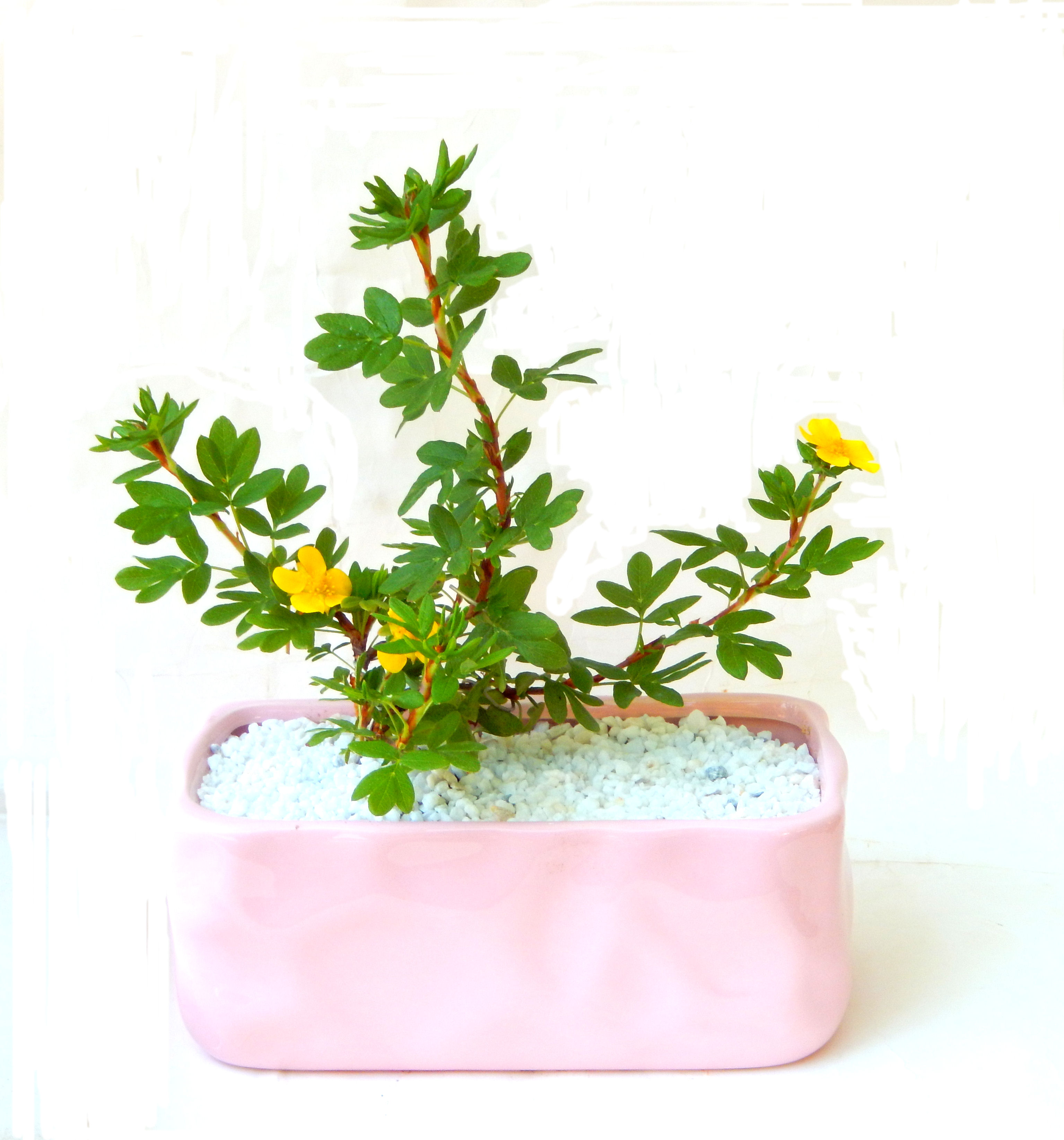 ����̖؂Ə����܂��B�����ɂ��₩��鉏�N�A���I�I�Ƃɂ��������A��x������ǂ����Ă���ɓ��ꂽ���Ȃ�A���ł��I 
   ���̏��i�́A�~�j�T�C�Y�ɍ��܂����B�������̃C���e���A�Ƃ��ăe�[�u���⑋�ӂɂ�����傫���ł��B�܂������̂����߂̈�i�ł��I�I�I