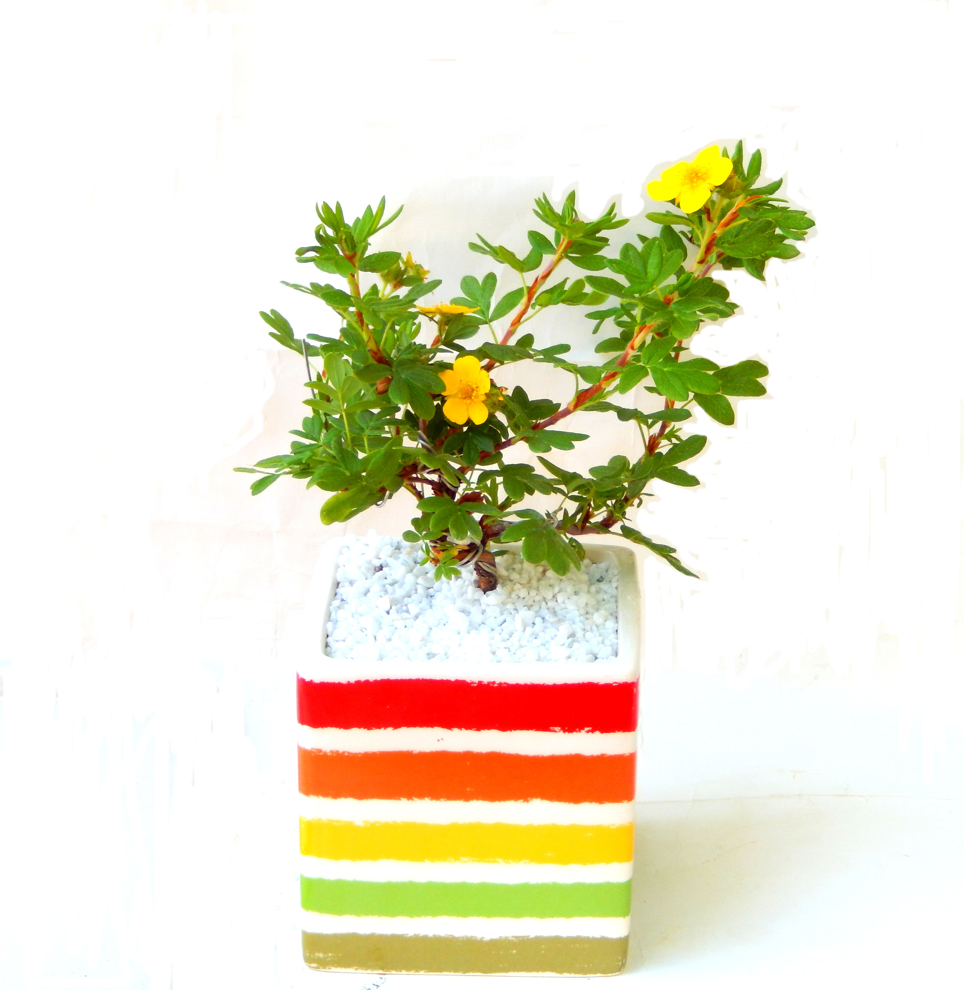 ����̖؂Ə����܂��B�����ɂ��₩��鉏�N�A���I�I�Ƃɂ��������A��x������ǂ����Ă���ɓ��ꂽ���Ȃ�A���ł��I 
   ���̏��i�́A�~�j�T�C�Y�ɍ��܂����B�������̃C���e���A�Ƃ��ăe�[�u���⑋�ӂɂ�����傫���ł��B�܂������̂����߂̈�i�ł��I�I�I