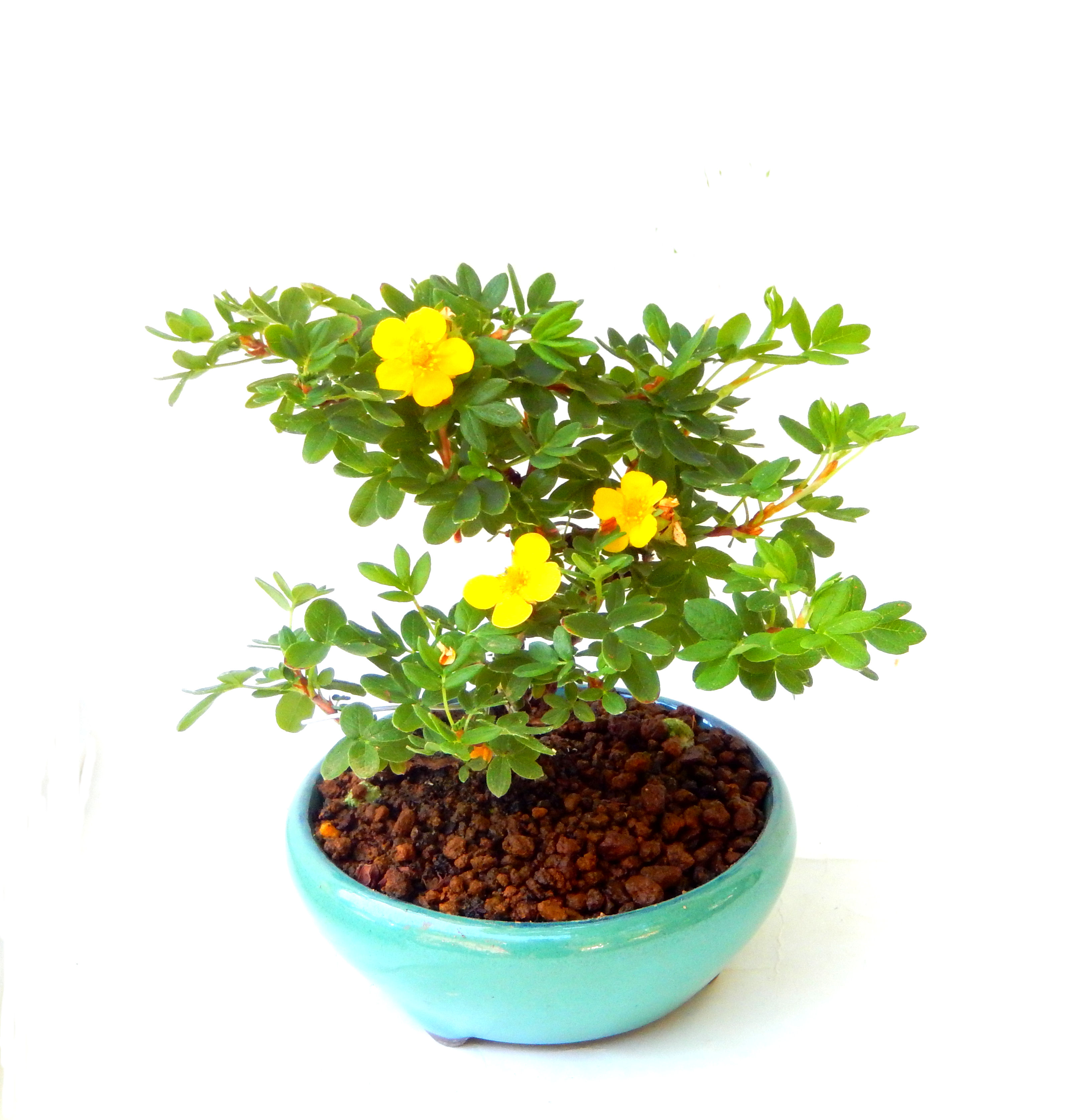 ����̖؂Ə����܂��B�����ɂ��₩��鉏�N�A���I�I�Ƃɂ��������A��x������ǂ����Ă���ɓ��ꂽ���Ȃ�A���ł��I 
   ���̏��i�́A�~�j�T�C�Y�ɍ��܂����B�������̃C���e���A�Ƃ��ăe�[�u���⑋�ӂɂ�����傫���ł��B�܂������̂����߂̈�i�ł��I�I�I